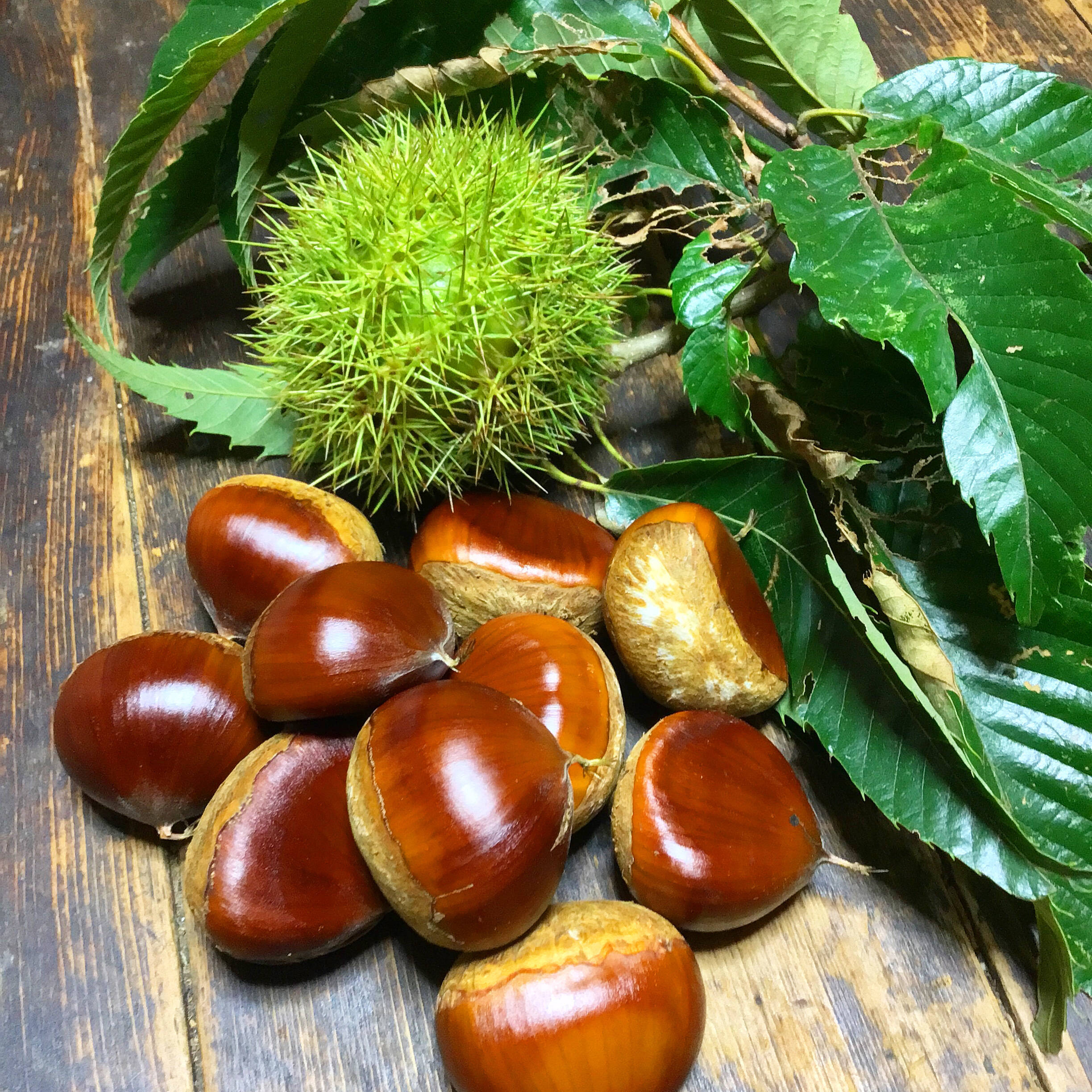 無農薬の栗　購入希望の方はこちら 採れたてを吟味してお届け】農薬不使用で育てた ねこ農園の栗 4kg
