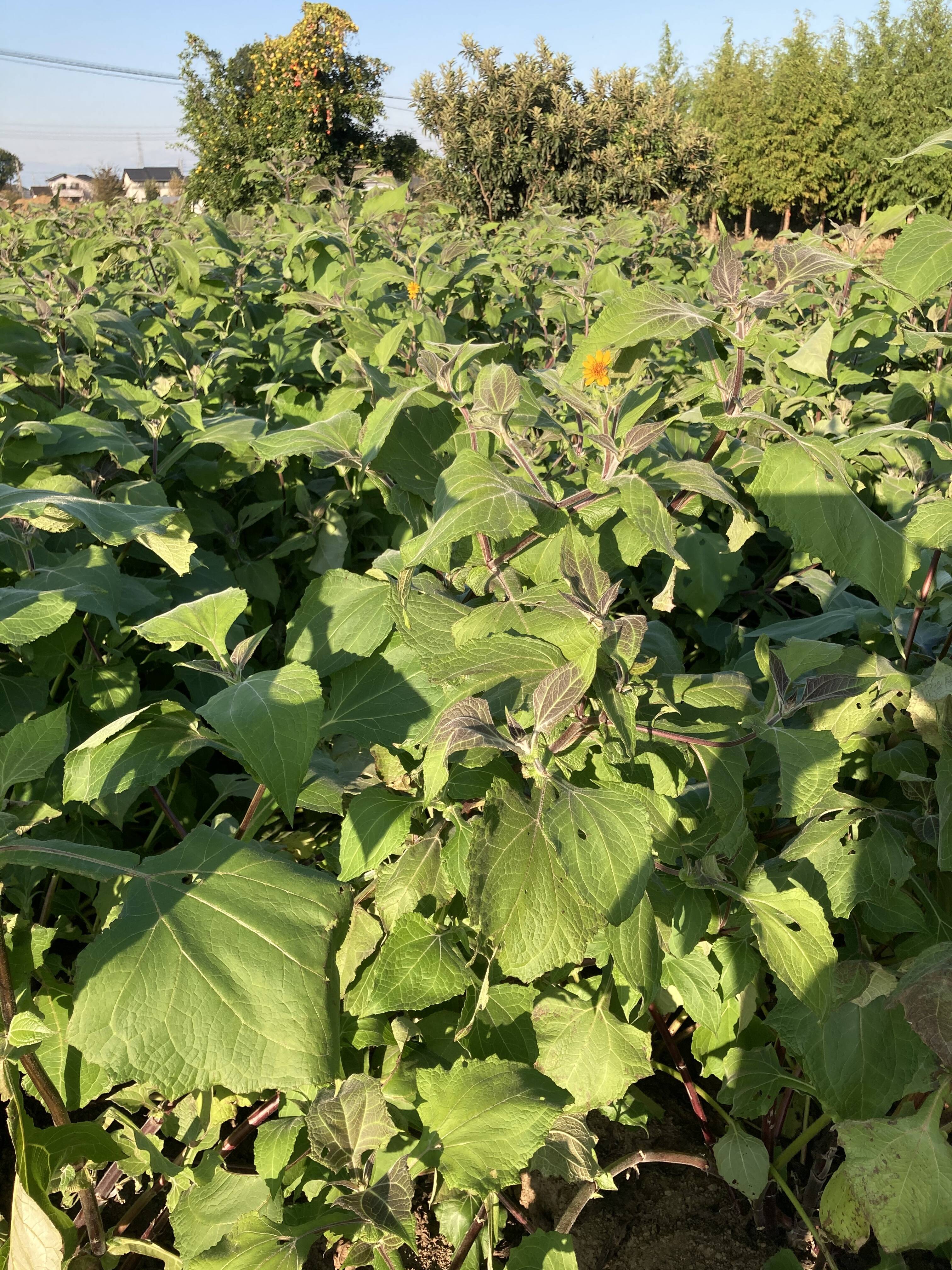 たかはしファームへのレビュー・商品：埼玉県｜食べチョク｜産地直送(産直)お取り寄せ通販 - 農家・漁師から旬の食材を直送