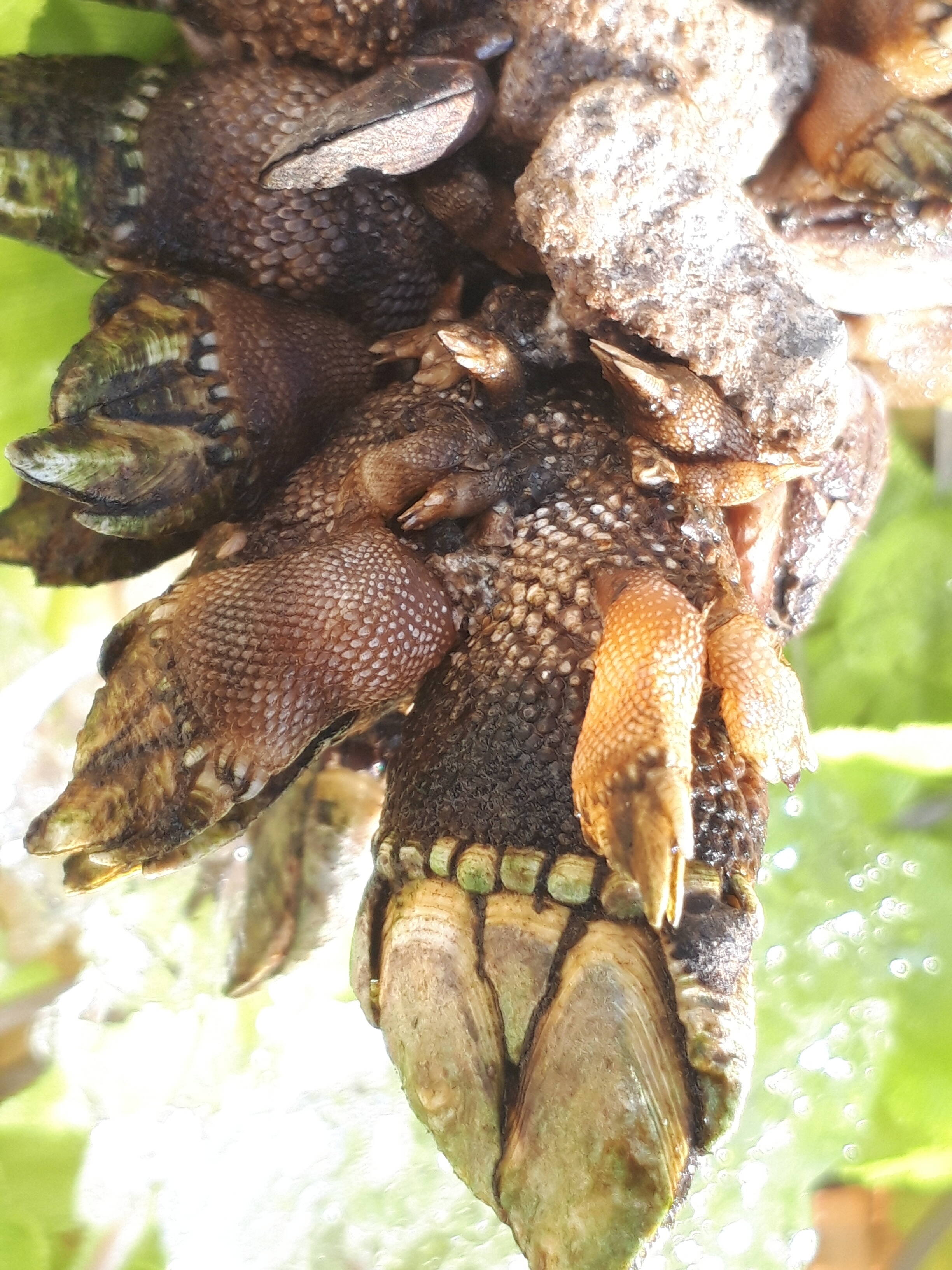 味わい奥の手カメノテ1キロ 鳥取県産 食べチョク 農家 漁師の産直ネット通販 旬の食材を生産者直送