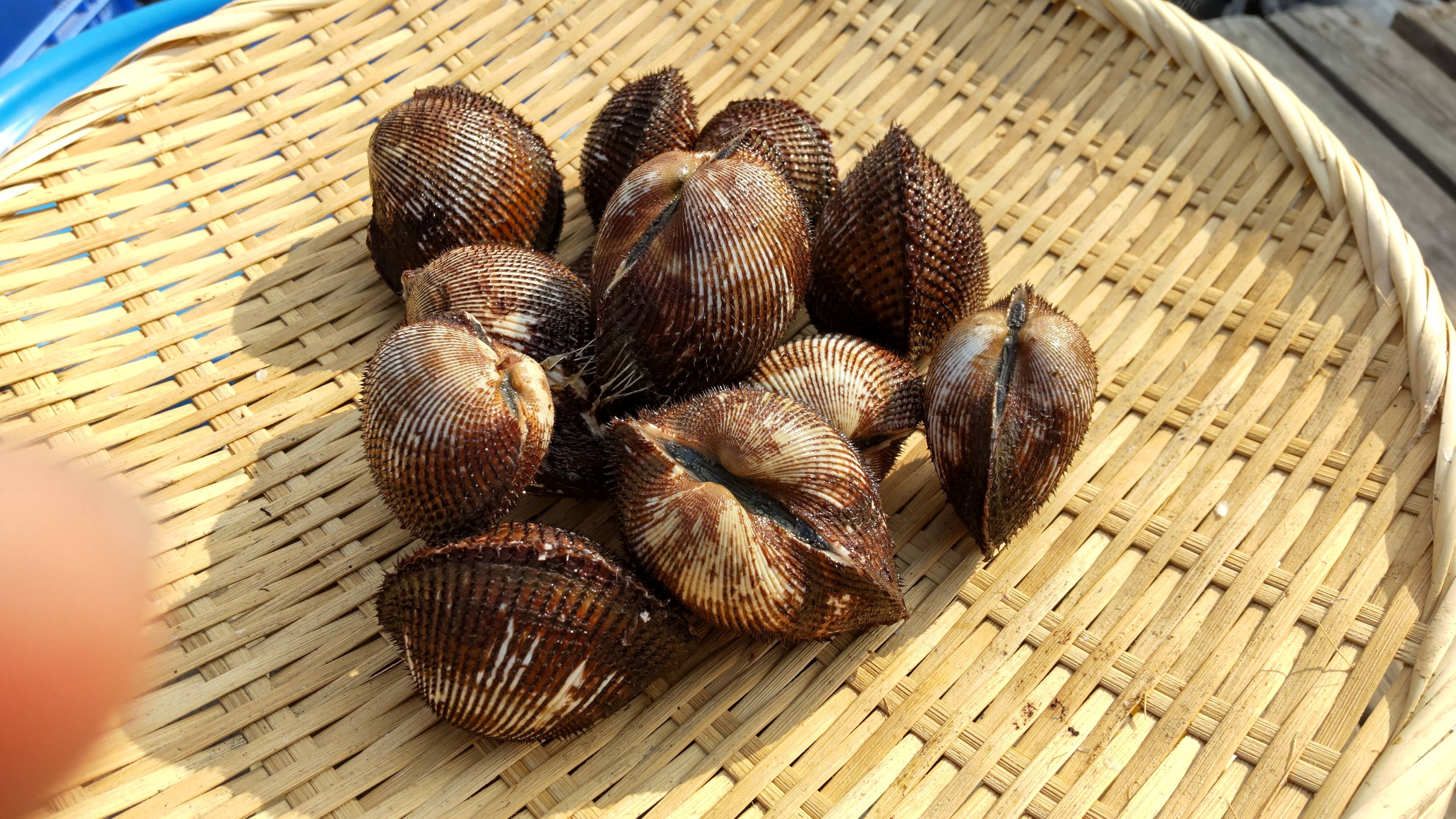 赤貝約2㌔小サイズ：香川県産の赤貝｜食べチョク｜産地直送(産直)お 
