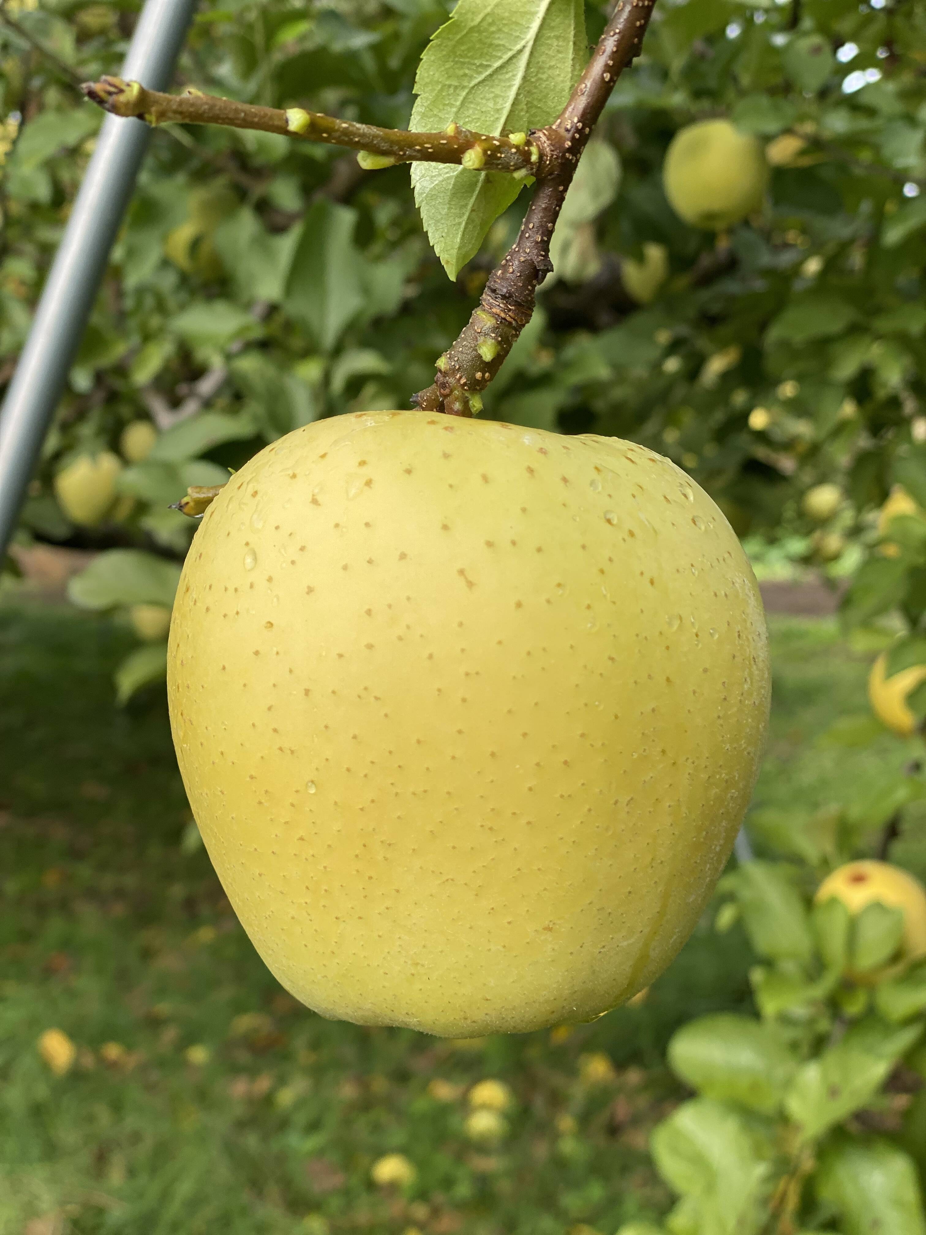 シナノゴールド｜食べチョク｜産地直送(産直)お取り寄せ通販 - 農家