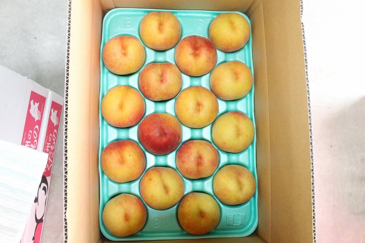 桃黄金桃16玉 A級：長野県産の黄桃｜食べチョク｜産地直送(産直)お