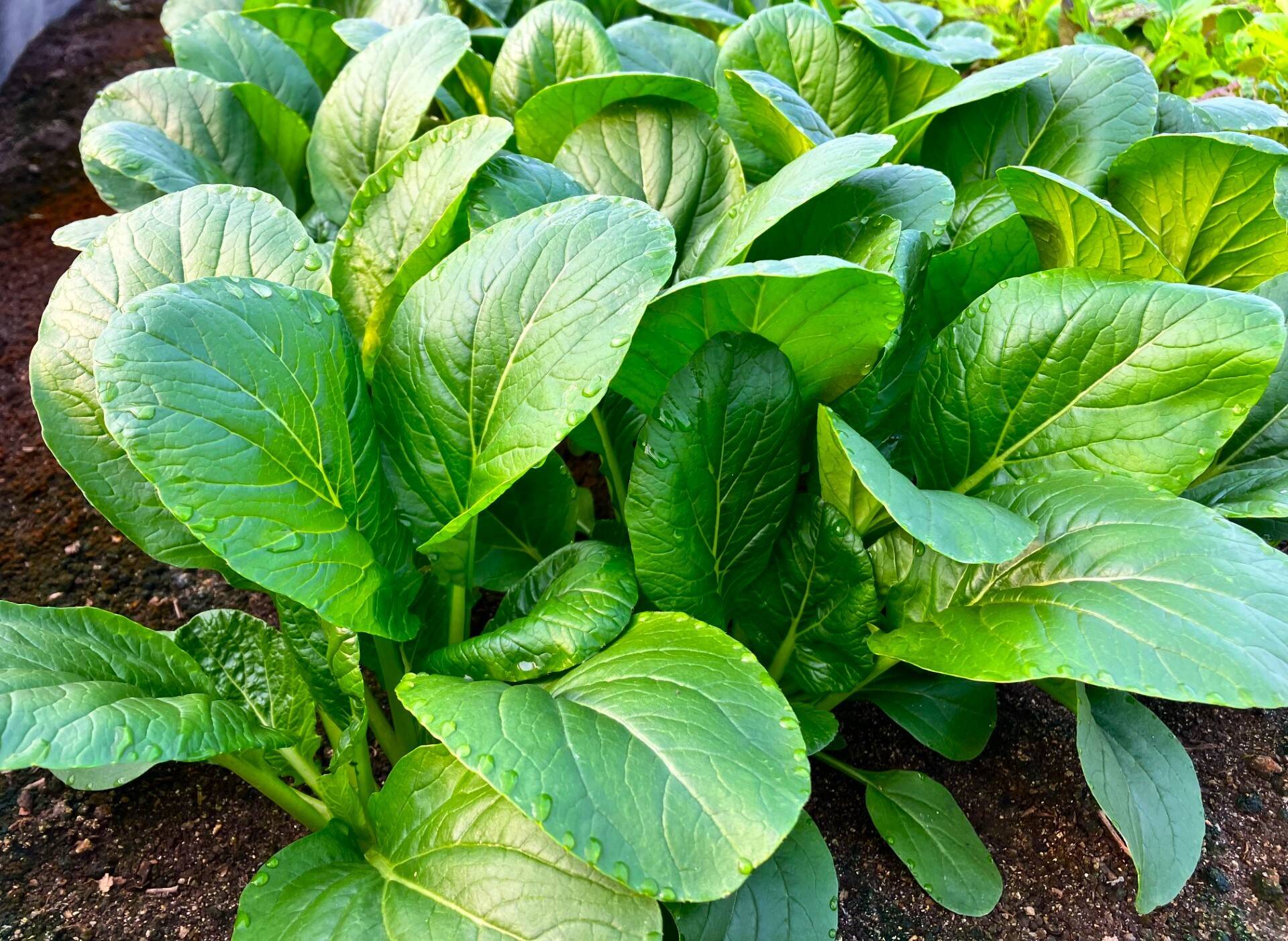 有機JAS認証】小松菜 1.8kg(150g×12パック)：佐賀県産のその他小松菜
