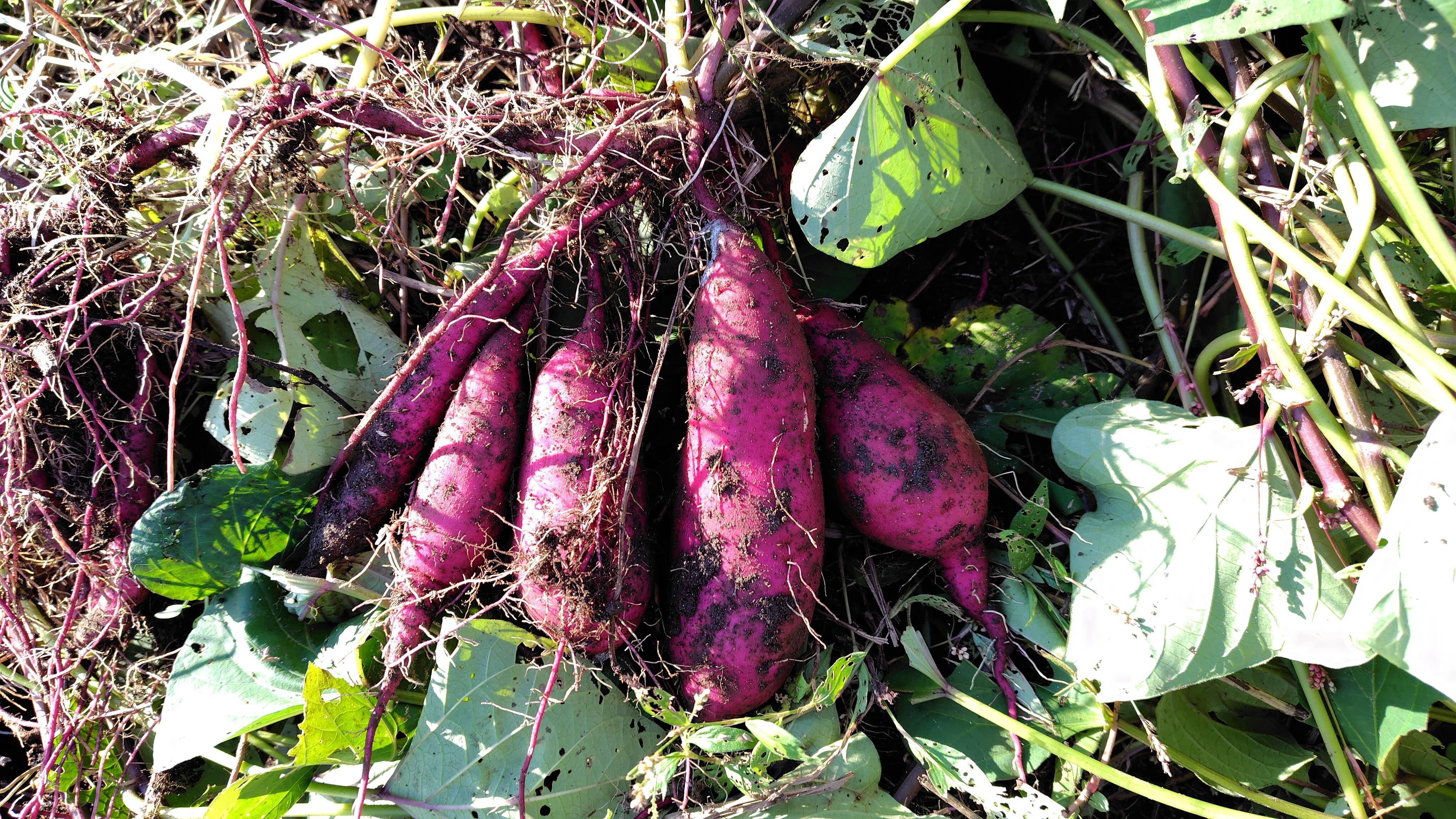さつまいも 紅はるか（10㎏）：熊本県産のべにはるか｜食べチョク