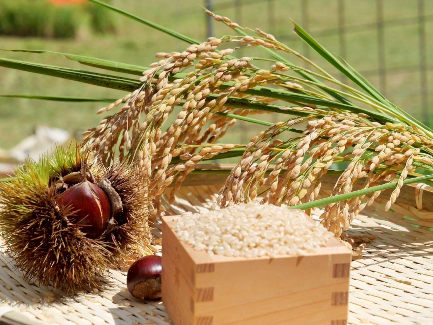 新米！2025年有機肥料使用奈良県山添の『あきたこまち』玄米 10