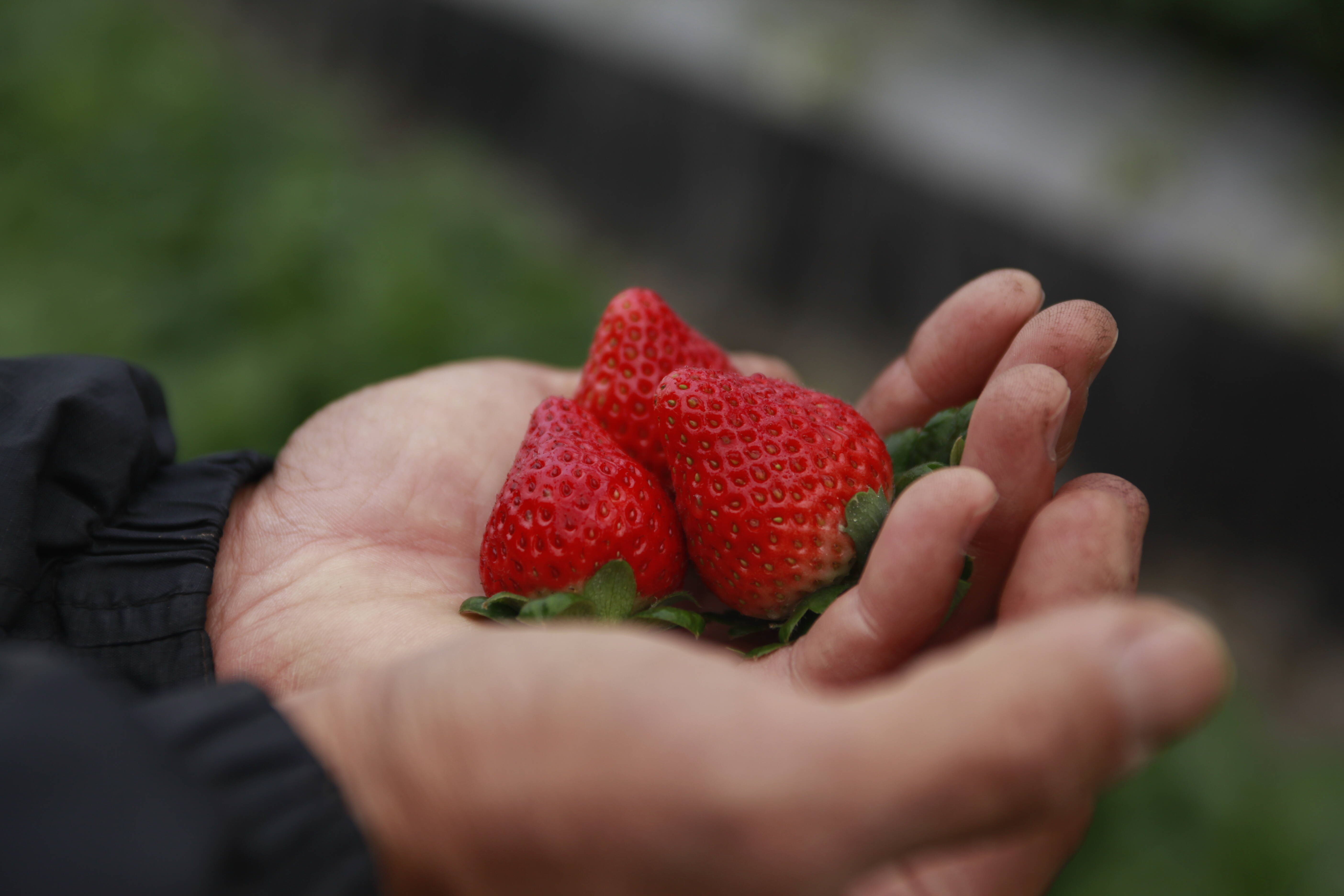 無農薬 化学肥料不使用 いちご 紅ほっぺ 2パック 熊本県産 食べチョク 農家 漁師の産直ネット通販 旬の食材を生産者直送