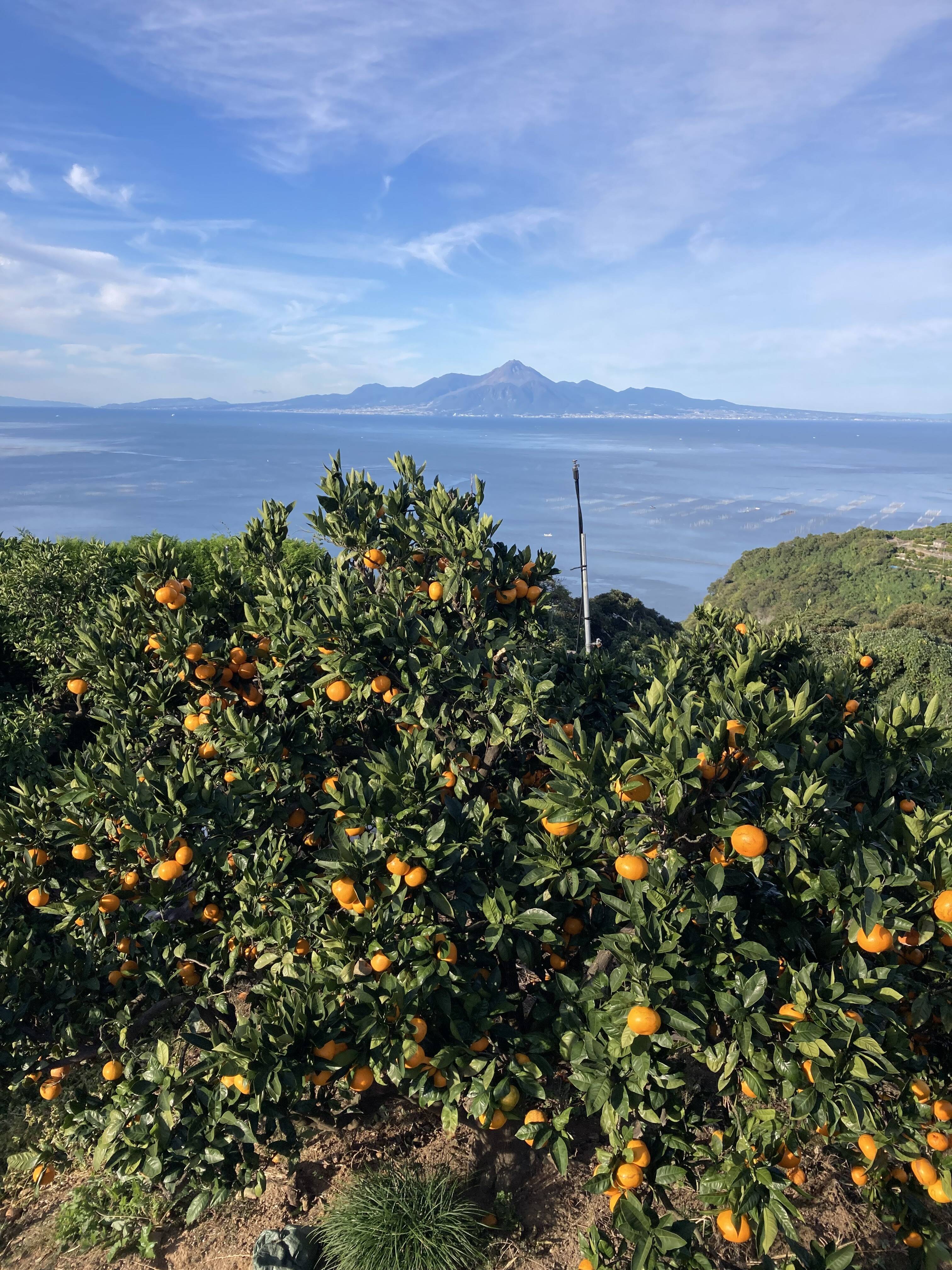 越冬完熟・濃厚・絶品】『プレミアム田口早生みかん』 5kg：熊本県産の
