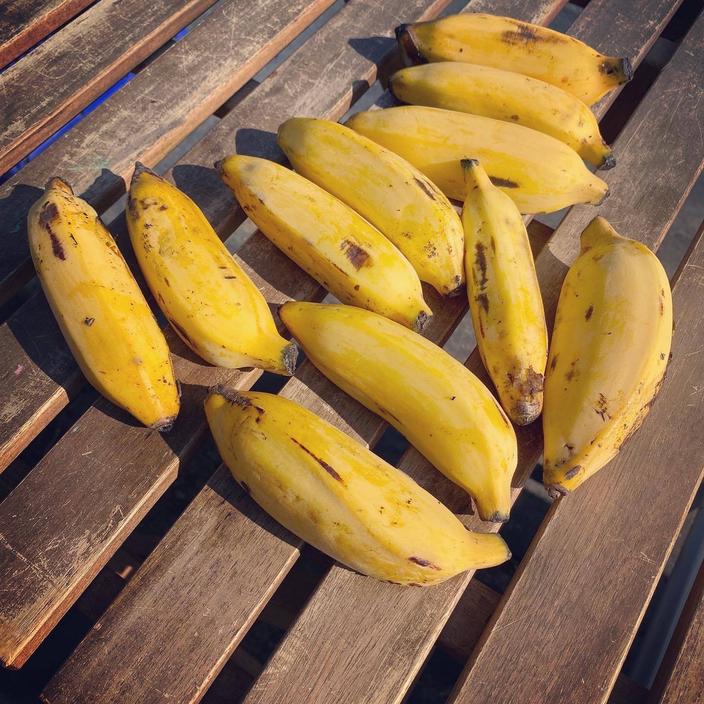 甘酸っぱく大人気南国のスモモ自然栽培農薬不使用特産物特産品名産品希少バナナ果物