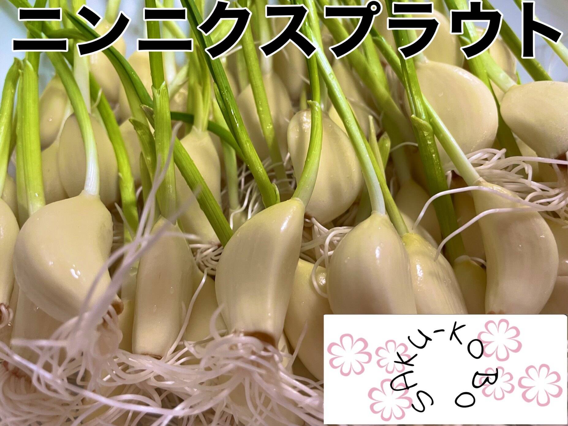 スプラウト芽子にんにく30本以上 - 野菜