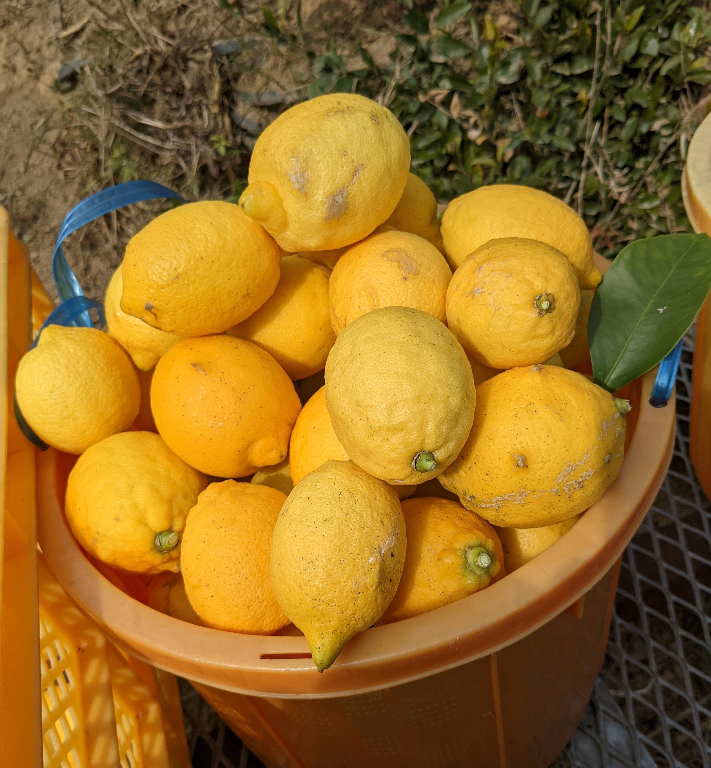 ⭐️樹上完熟クール付きレモン2キロ化学肥料不使用（北海道、東北、沖縄除く）