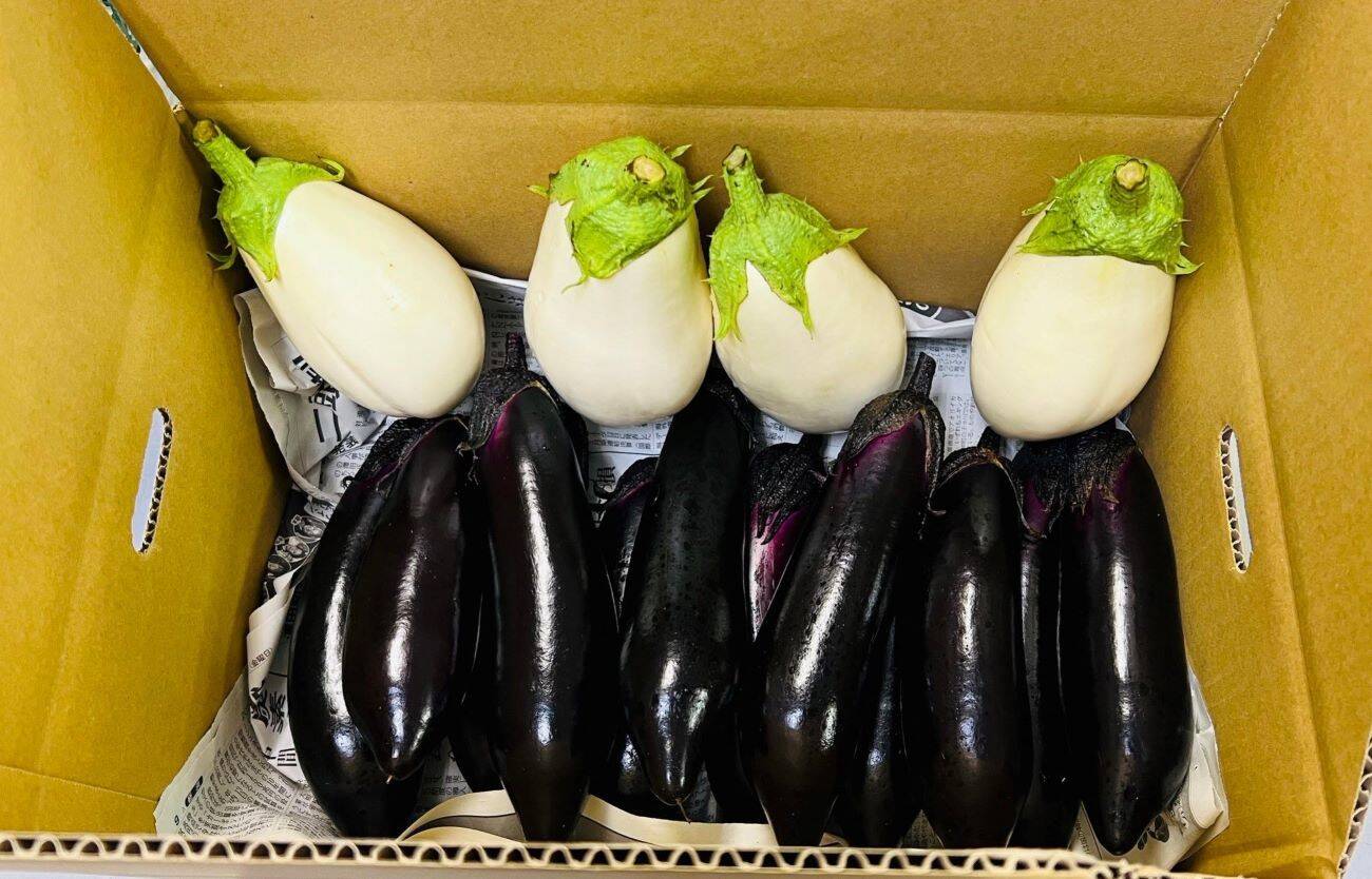 🍆有機白ナス１kg＆有機筑陽ナス(トゲ無し)２kgのセット✨【周防大島産】：山口県産の野菜セット｜食べチョク｜産地直送(産直)お取り寄せ通販 -  農家・漁師から旬の食材を直送