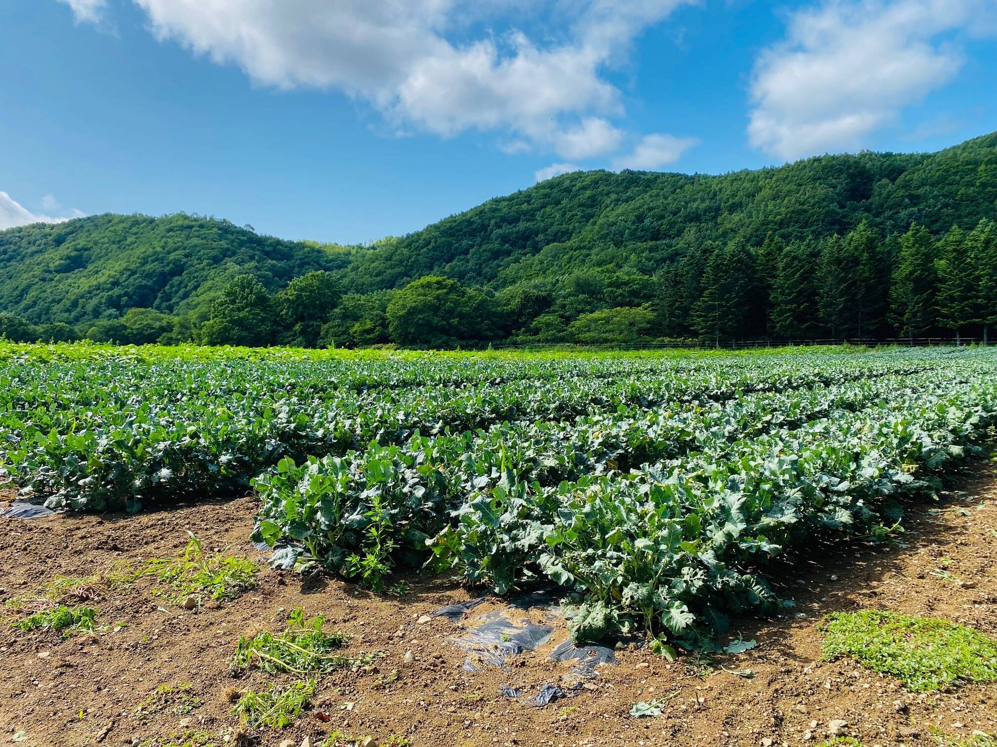 🍴 Eat choku ｜ Seto beef farm, Nishikobu village, Monbetsu-gun, Hokkaido
