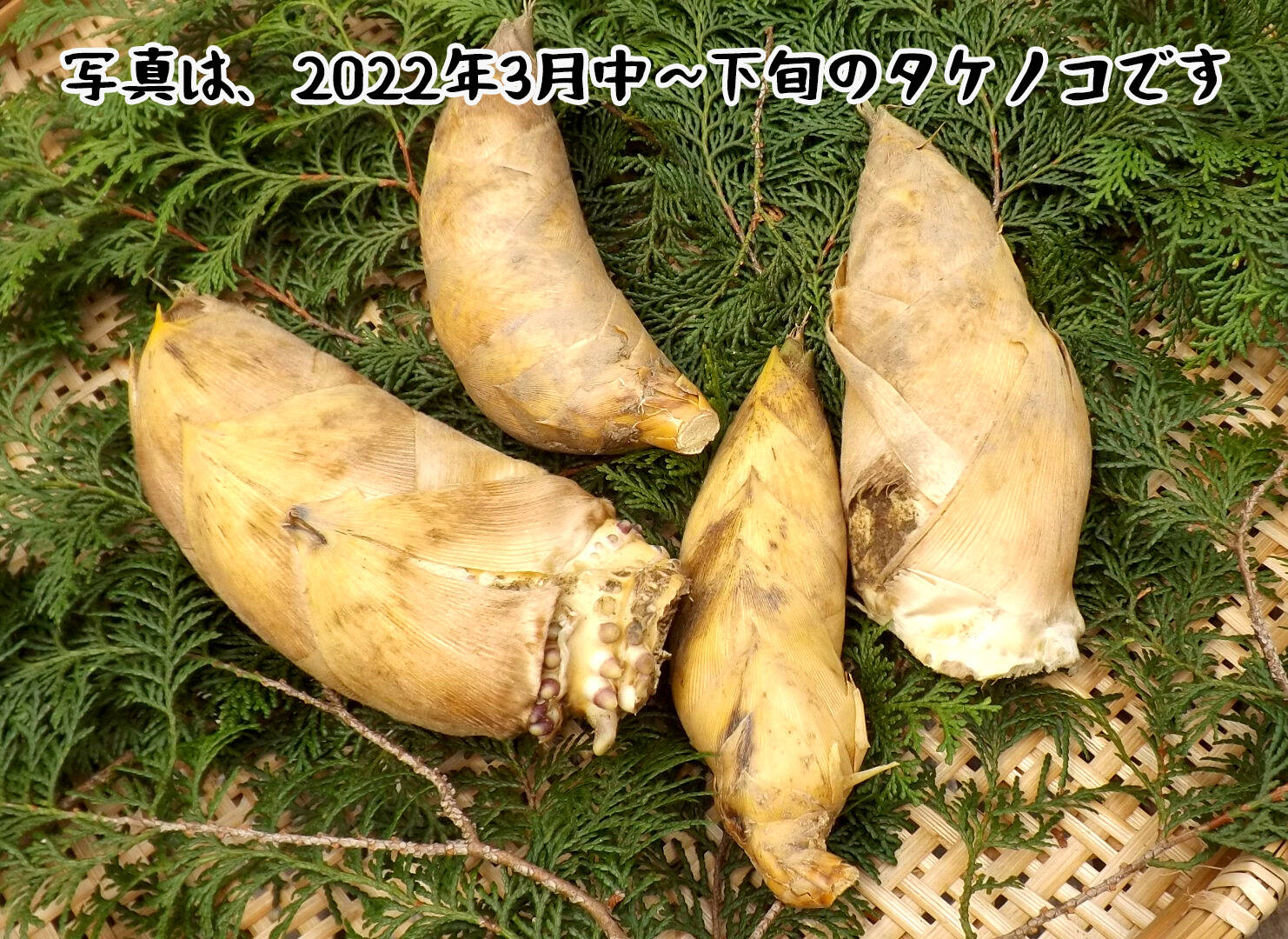 たけのこ 5キロ 筍 三重県産 糠つき - 野菜