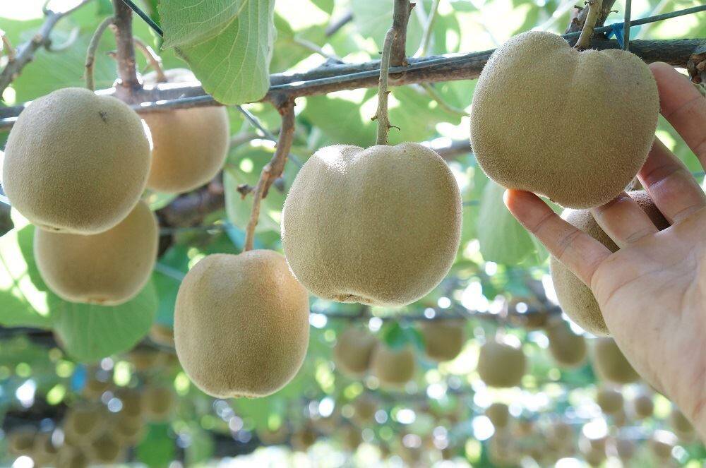 🍂🥝おもしろキウイのご紹介🥝🍂Ⅲ｜食べチョク｜産地直送(産直