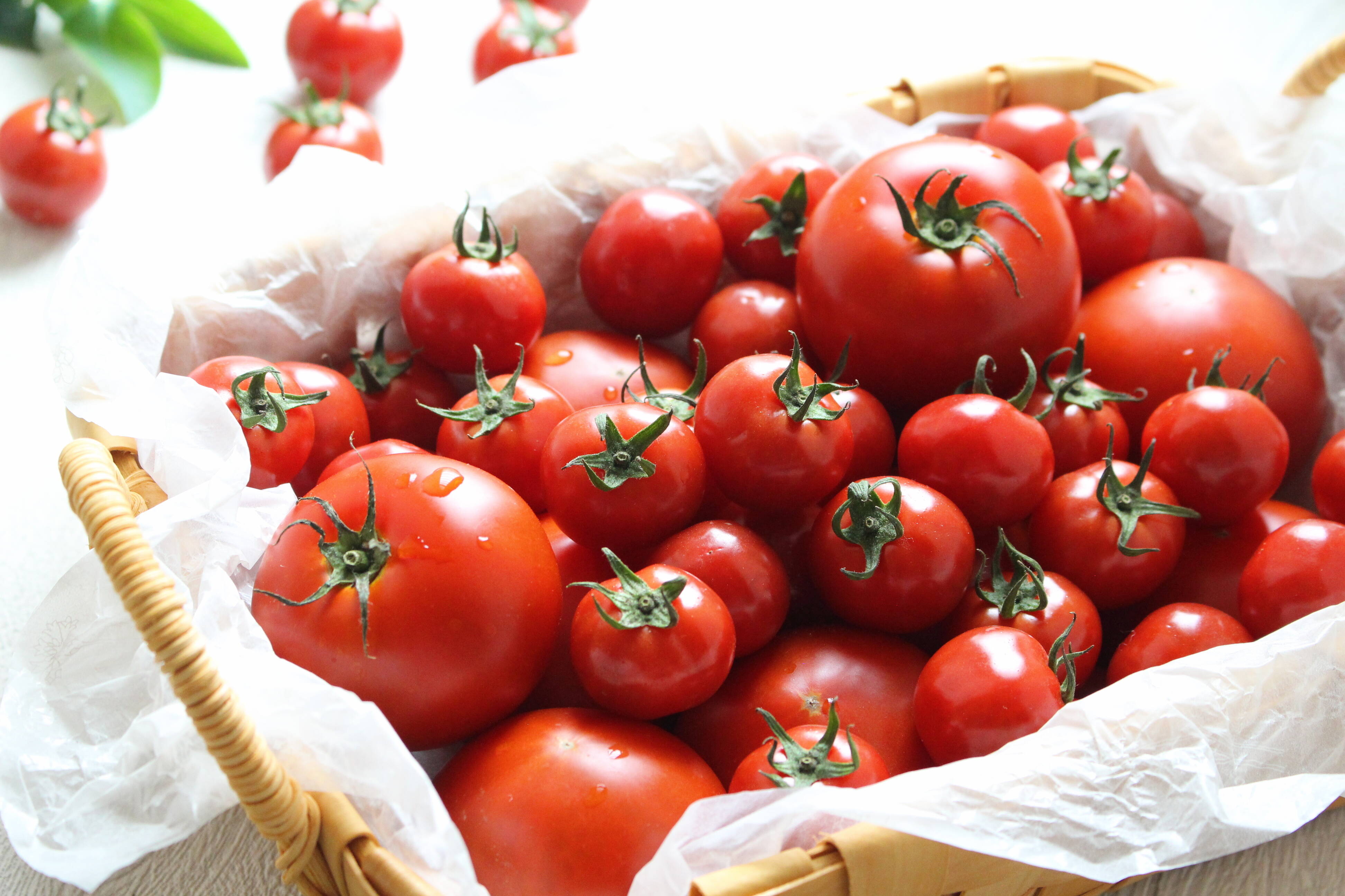 超新作 １月中旬から発送 訳あり 受賞歴３回 ソムリエトマト ２kg ８玉 １６玉 3 のオマケ 酸味が少ないフルーツトマト