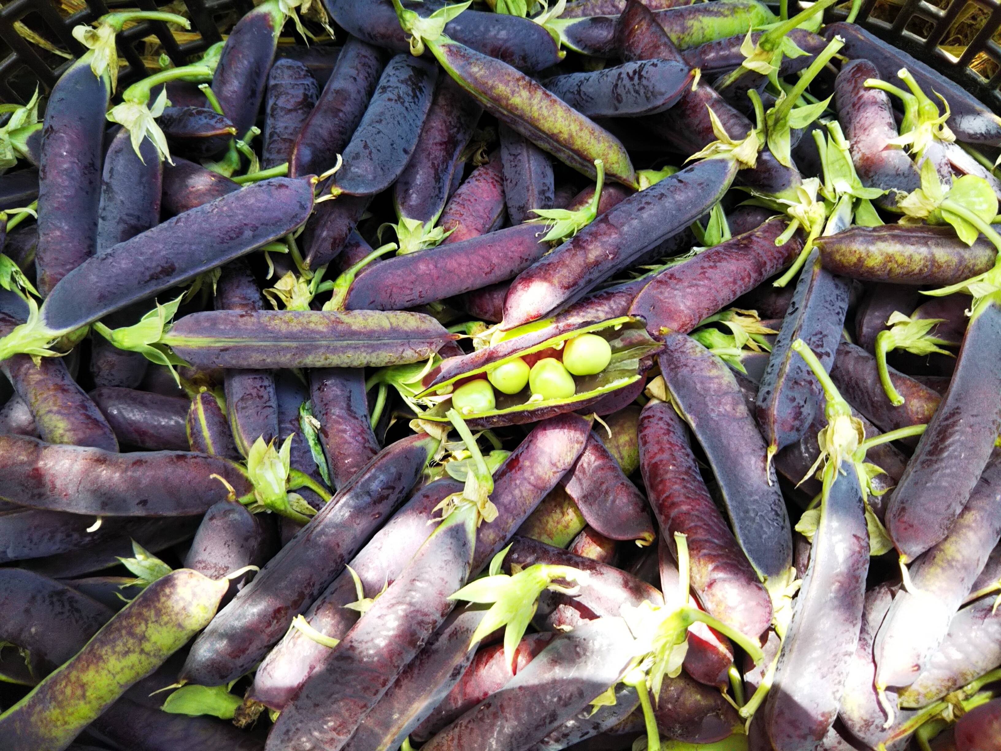 さやが紫 紫えんどう豆 ツタンカーメン 1 5 京都府産 食べチョク 農家 漁師の産直ネット通販 旬の食材を生産者直送