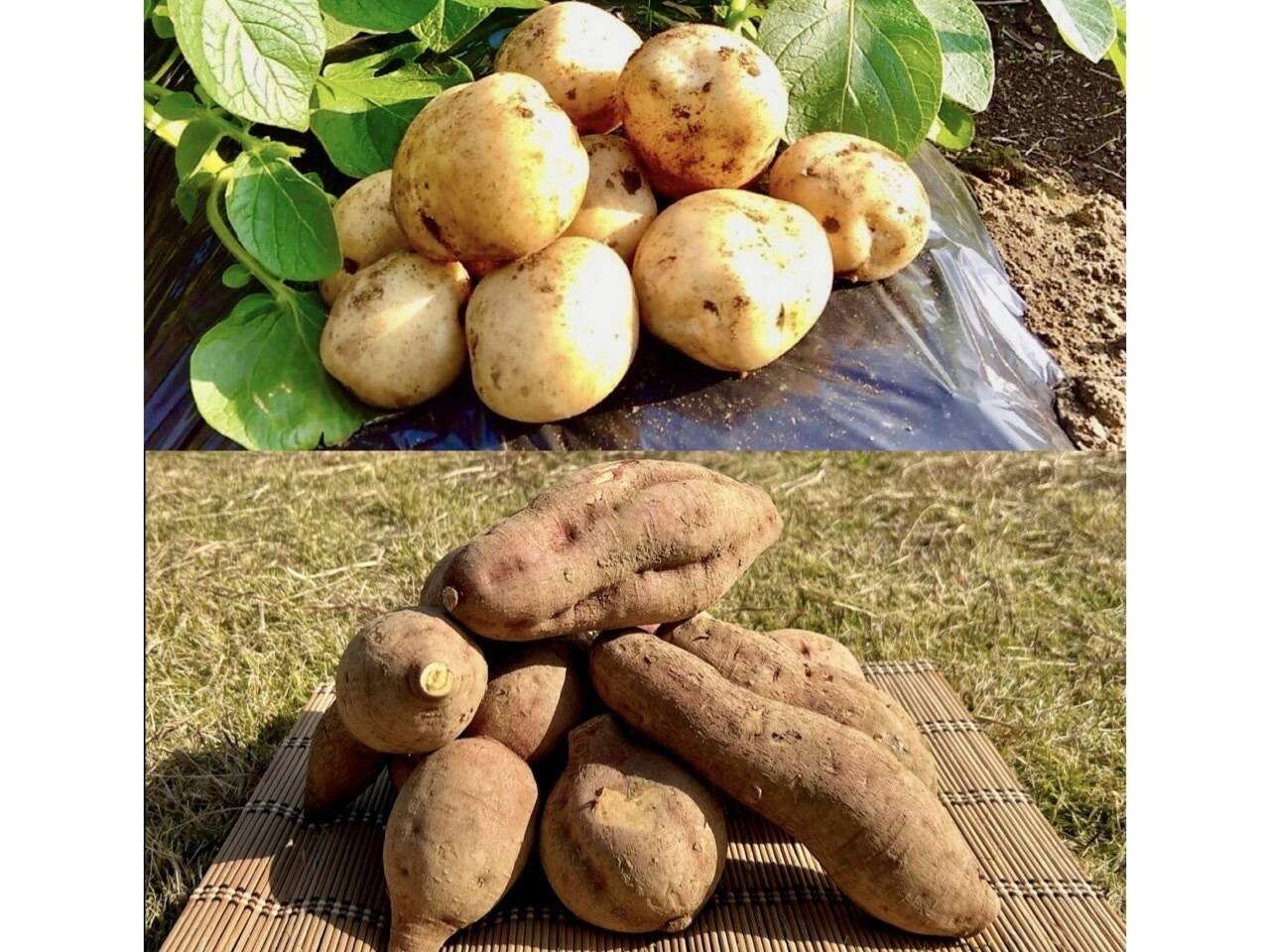 期間限定】種子島産 新じゃが(S・M・L)＆熟成安納芋B品(M〜Lサイズ