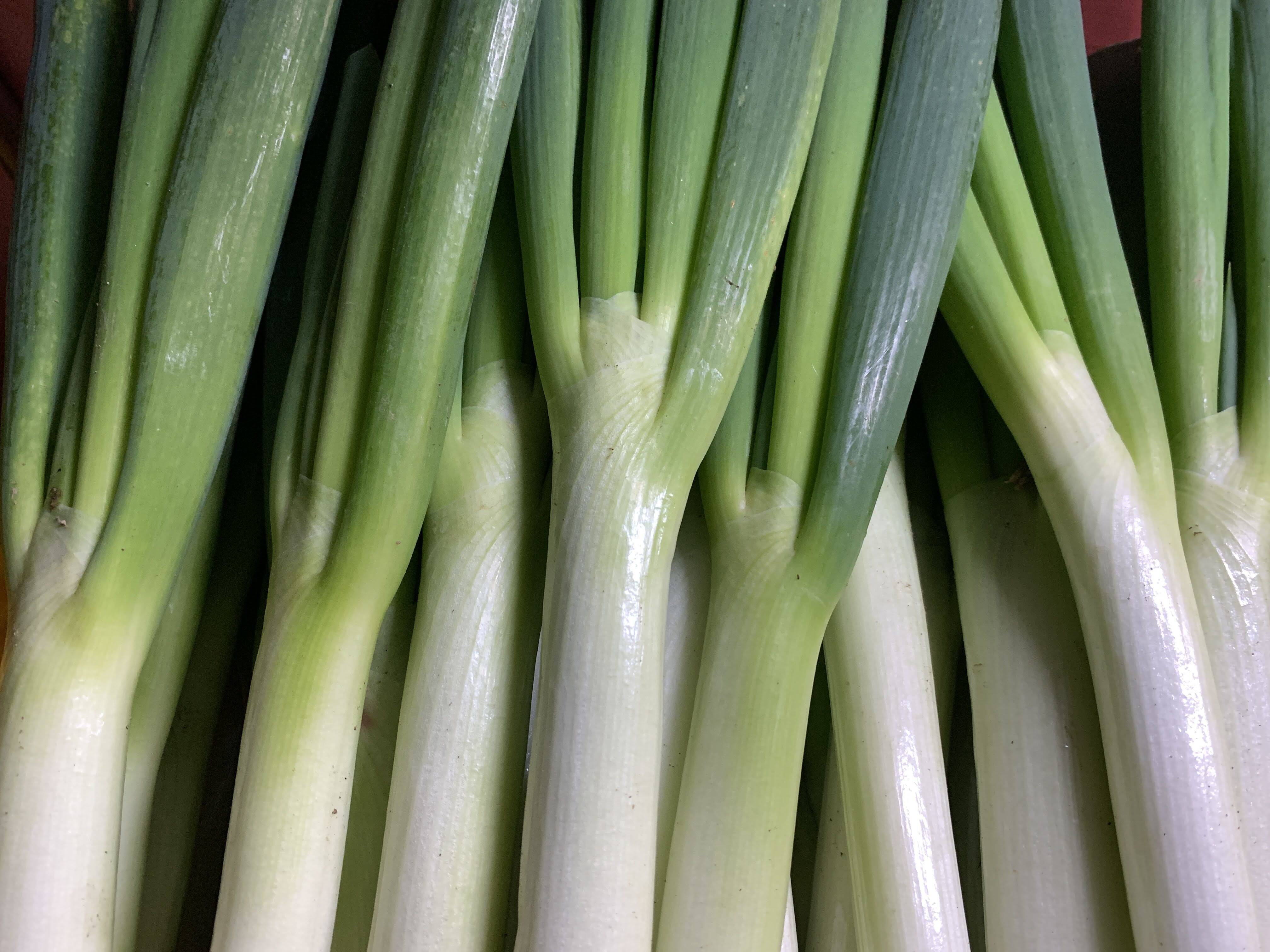 【今が旬：産地直送！】長ネギ ２Lサイズ 2.5kg：福島県産の野菜｜食べチョク｜産地直送(産直)お取り寄せ通販 - 農家・漁師から旬の食材を直送