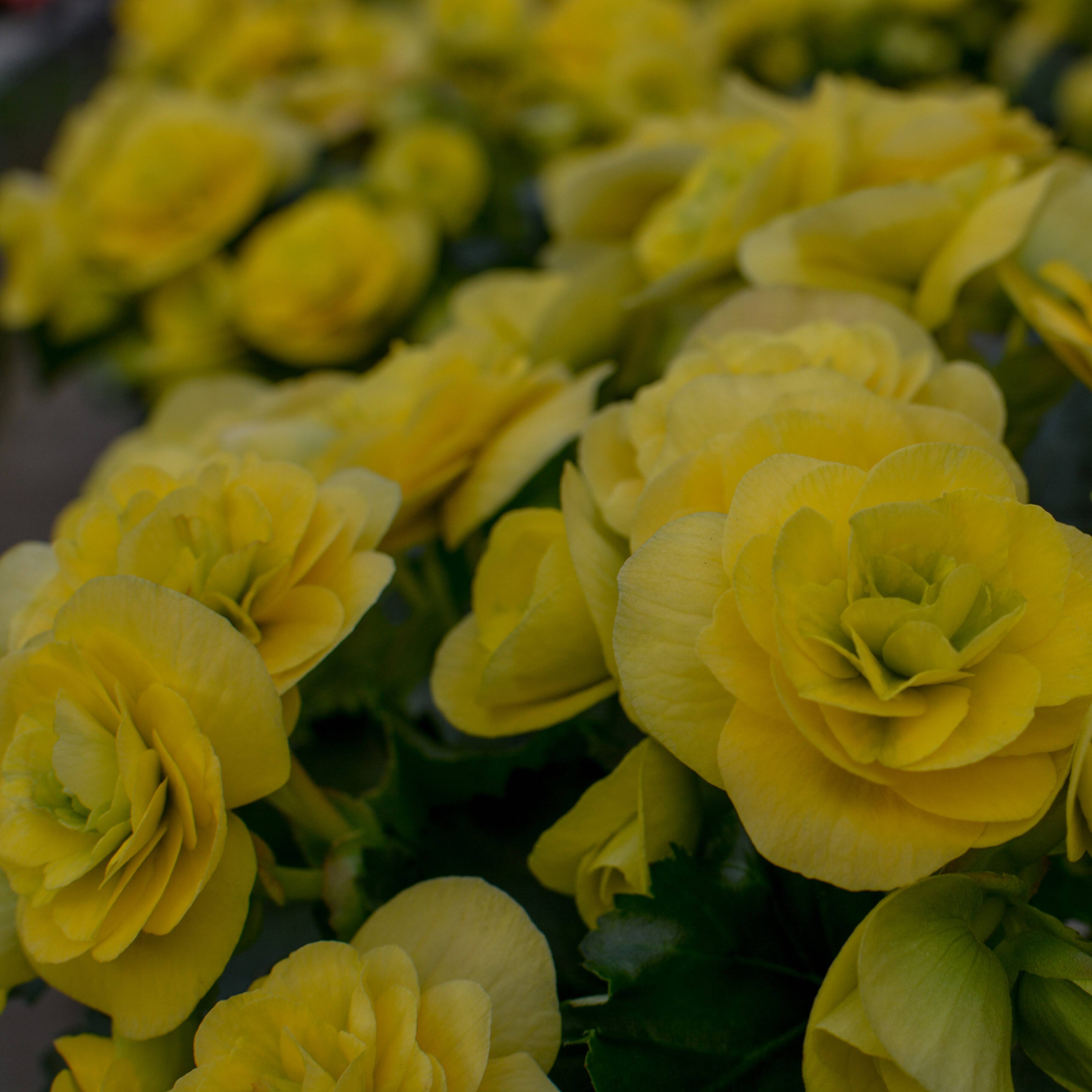 農林水産大臣賞】鮮やかな黄色、抜群の花持ち、一押し品種です。エラ