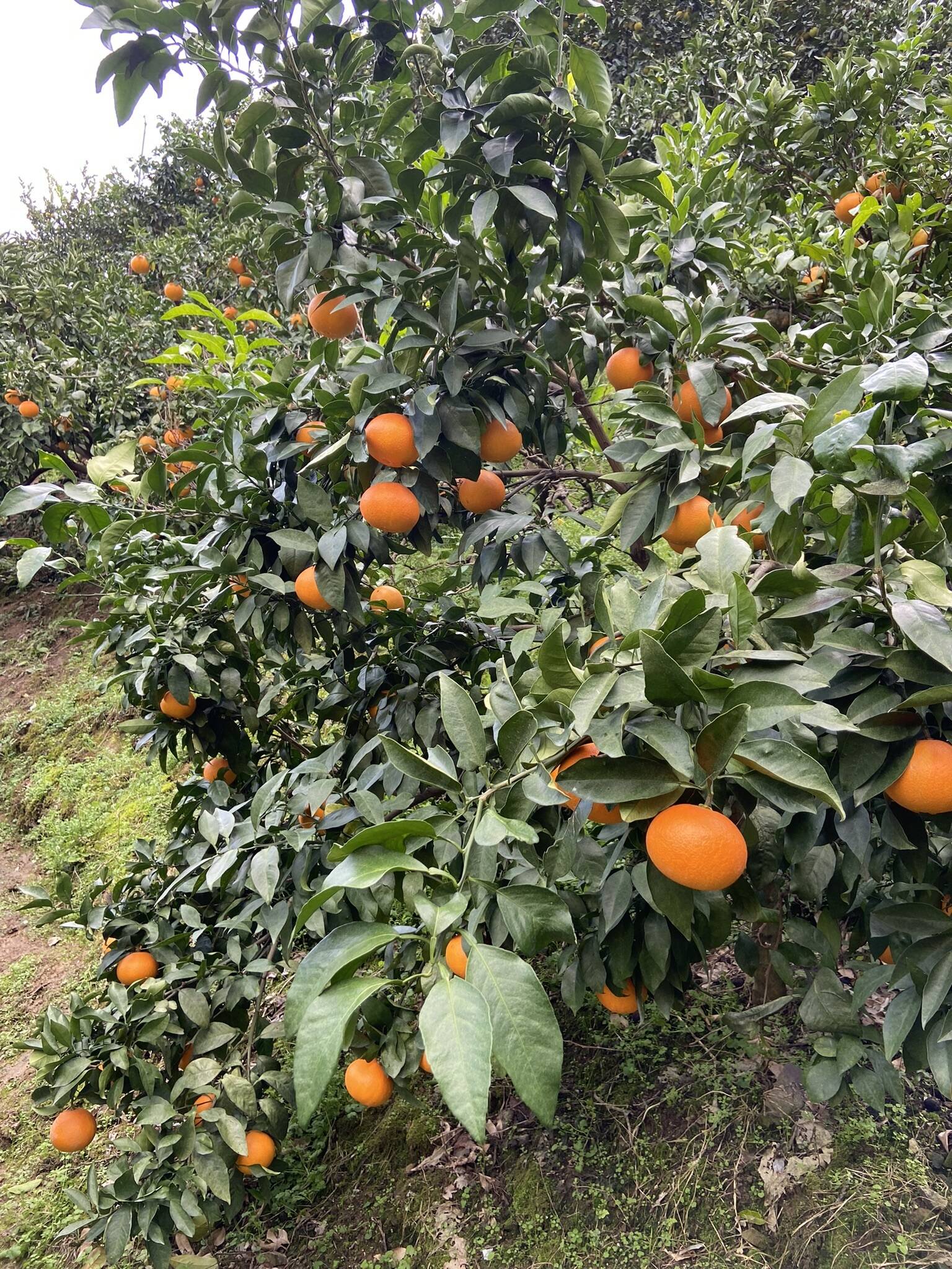 荻ママ　愛果28号　3kg3箱 愛果28号 ( 紅まどんな と同品種) 8~13個 化粧箱入り 【2025年12月