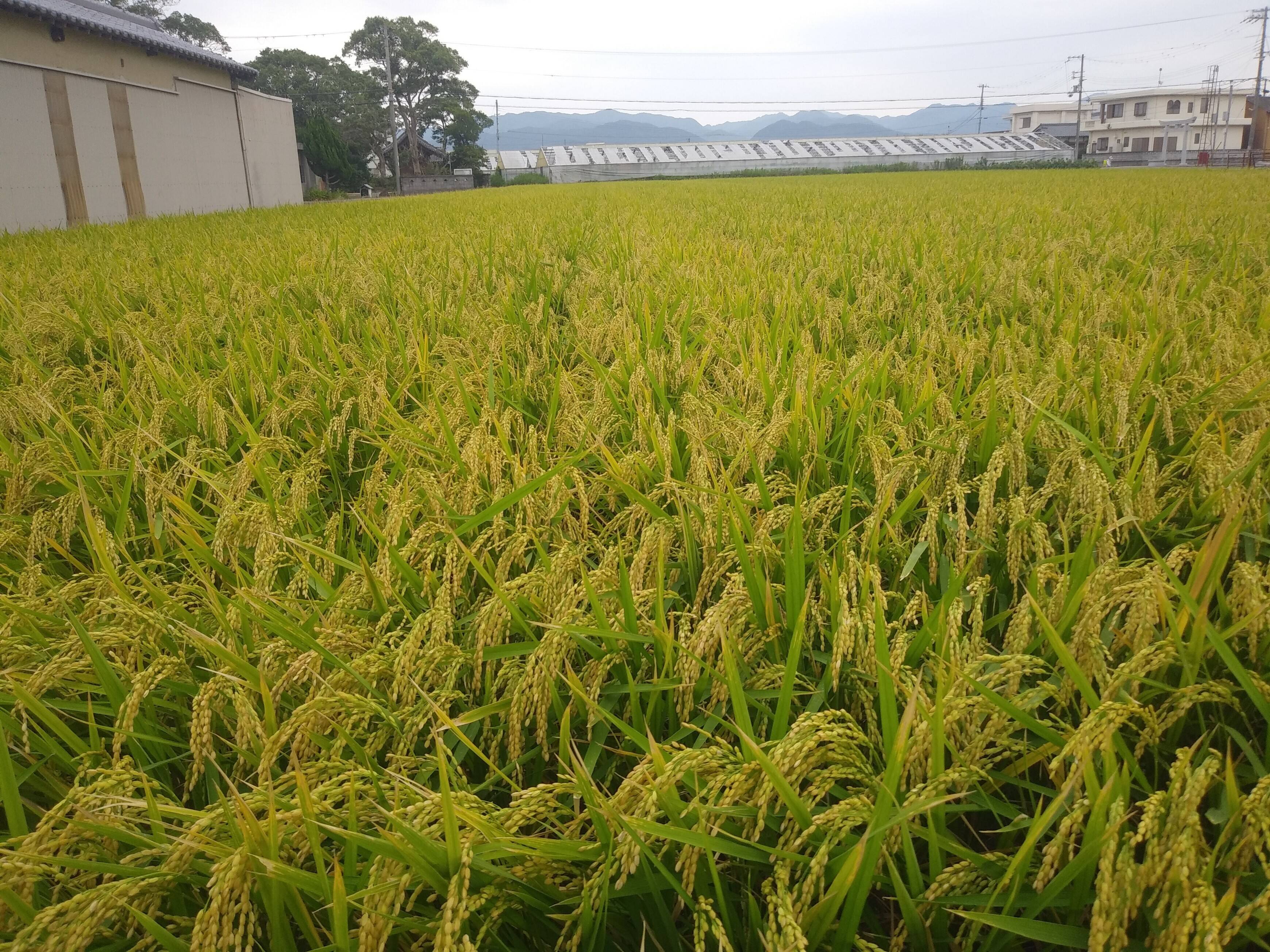 令和7年新米】淡路島産 コシヒカリ 玄米10kg：兵庫県産のお米｜食べ