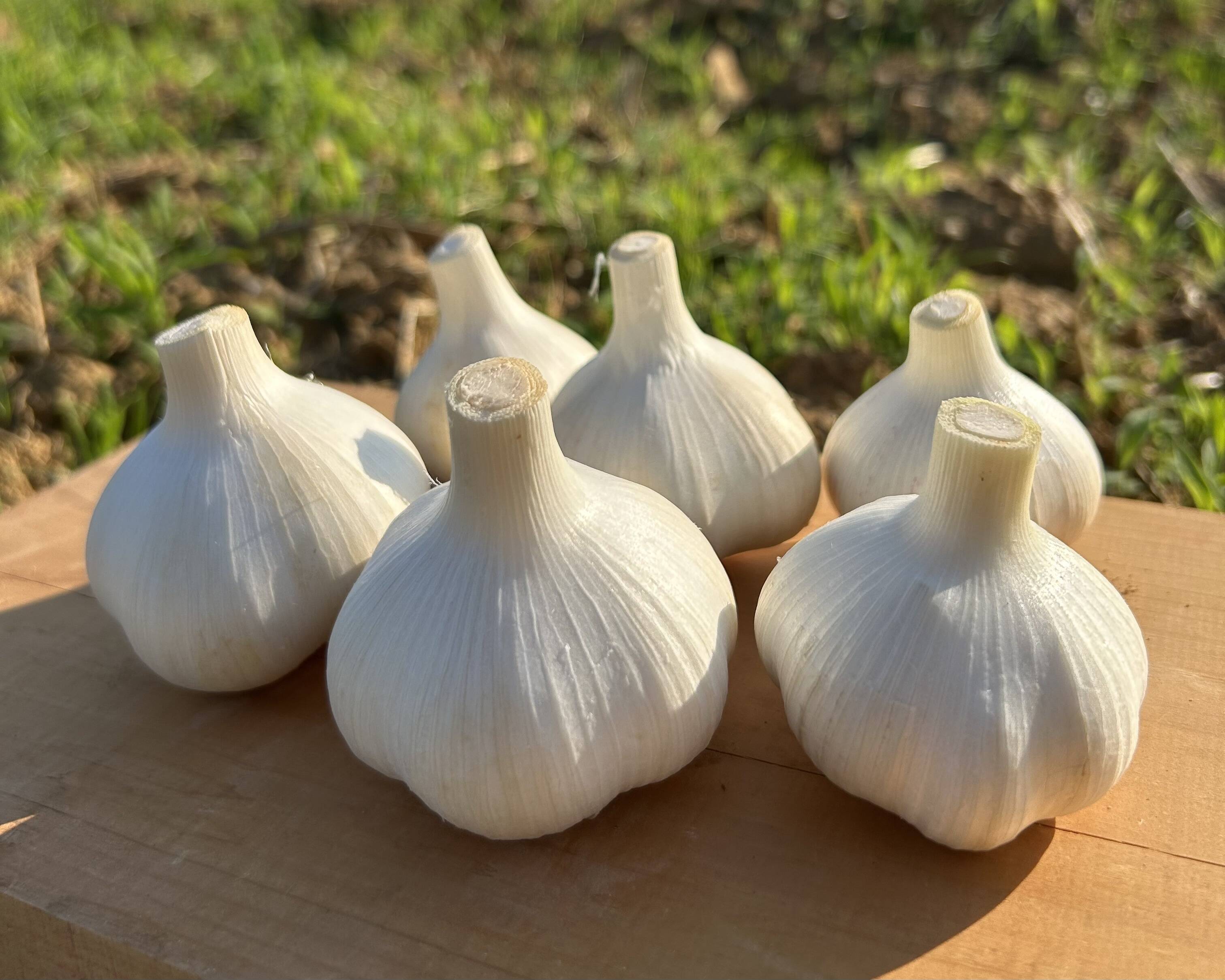 福地ホワイト六片 とてつもなく Lサイズ 10kg 【栽培期間中無農薬無 