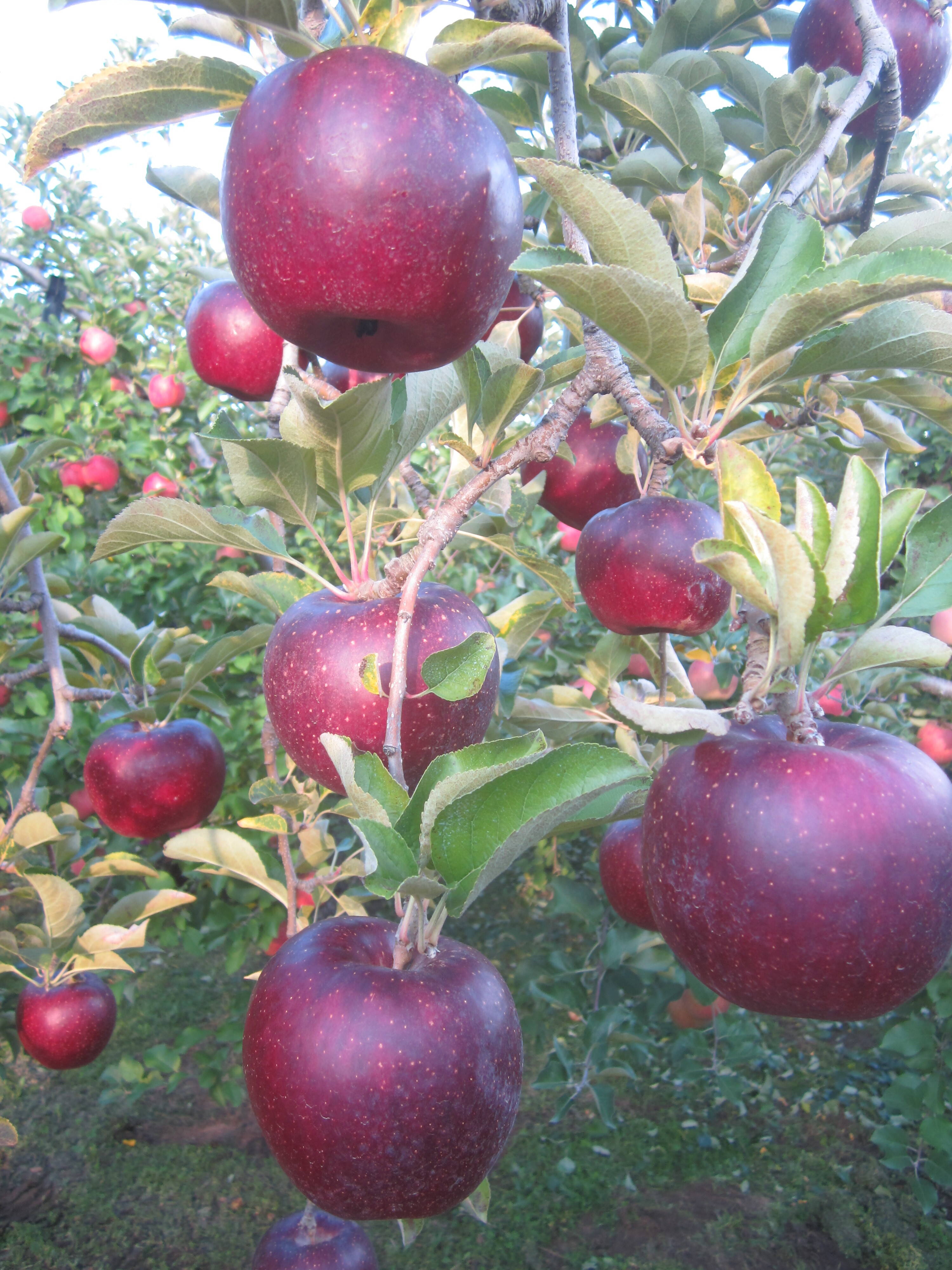 秋映様専用ページ ちょびゆずぷぅ様専用ページ 秋映 特大 農家直送 ちょびゆずぷぅ様専用