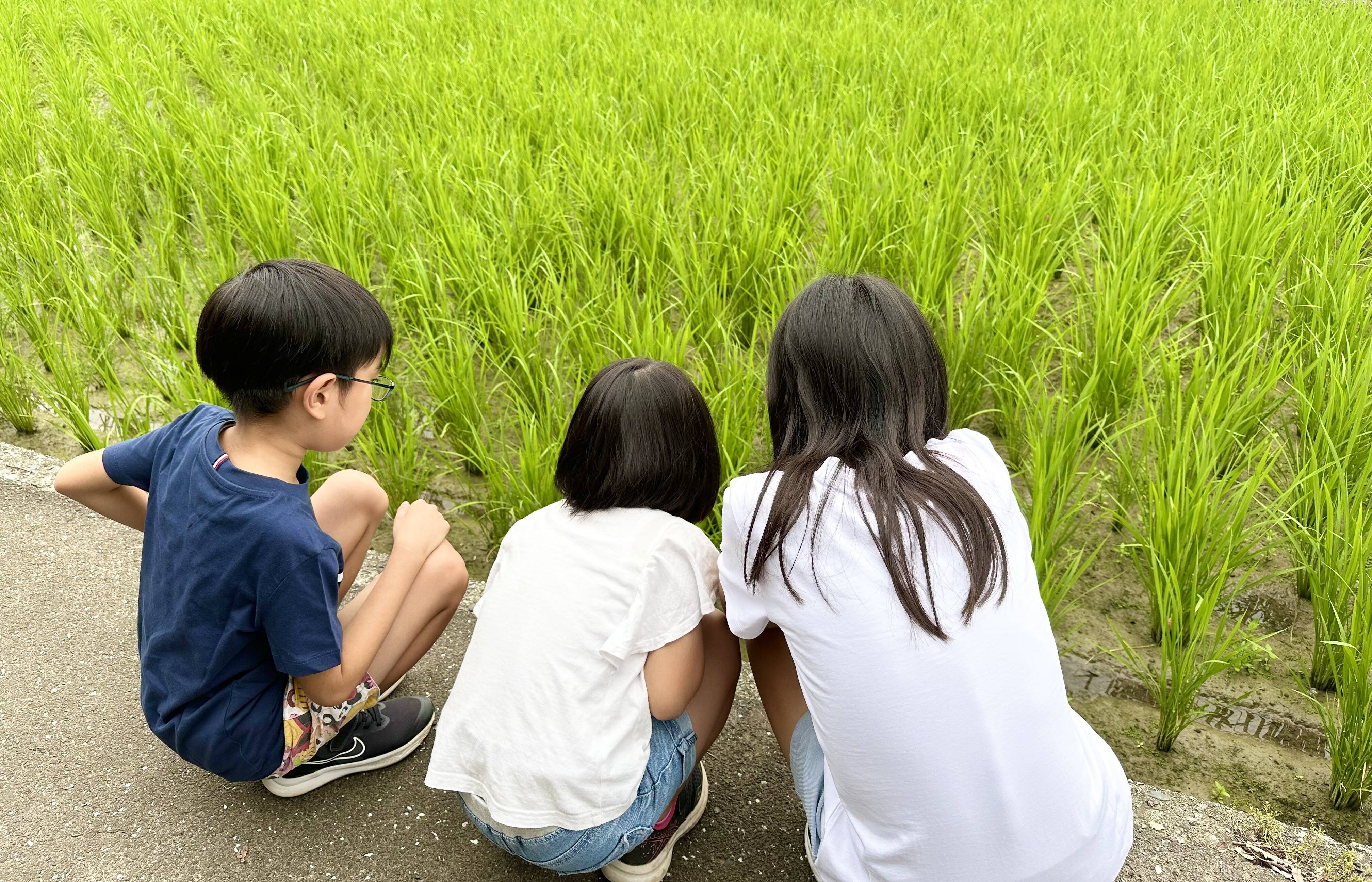 高知県産 米　令和6年に収穫　玄米30㎏　コシヒカリ　無農薬栽培 🌟残り僅か🌟令和7年新米❣高知産コシヒカリ🌾玄米30kg✨ 節減対象農薬