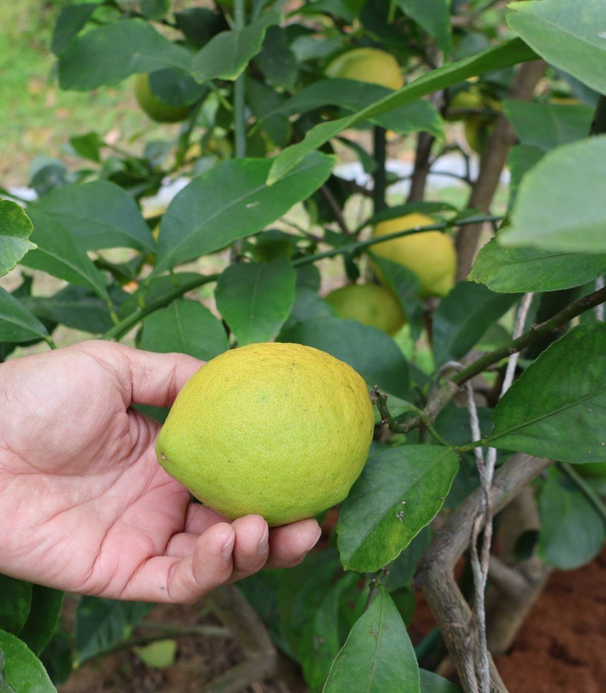 16国産瀬戸田レモン10kg前後