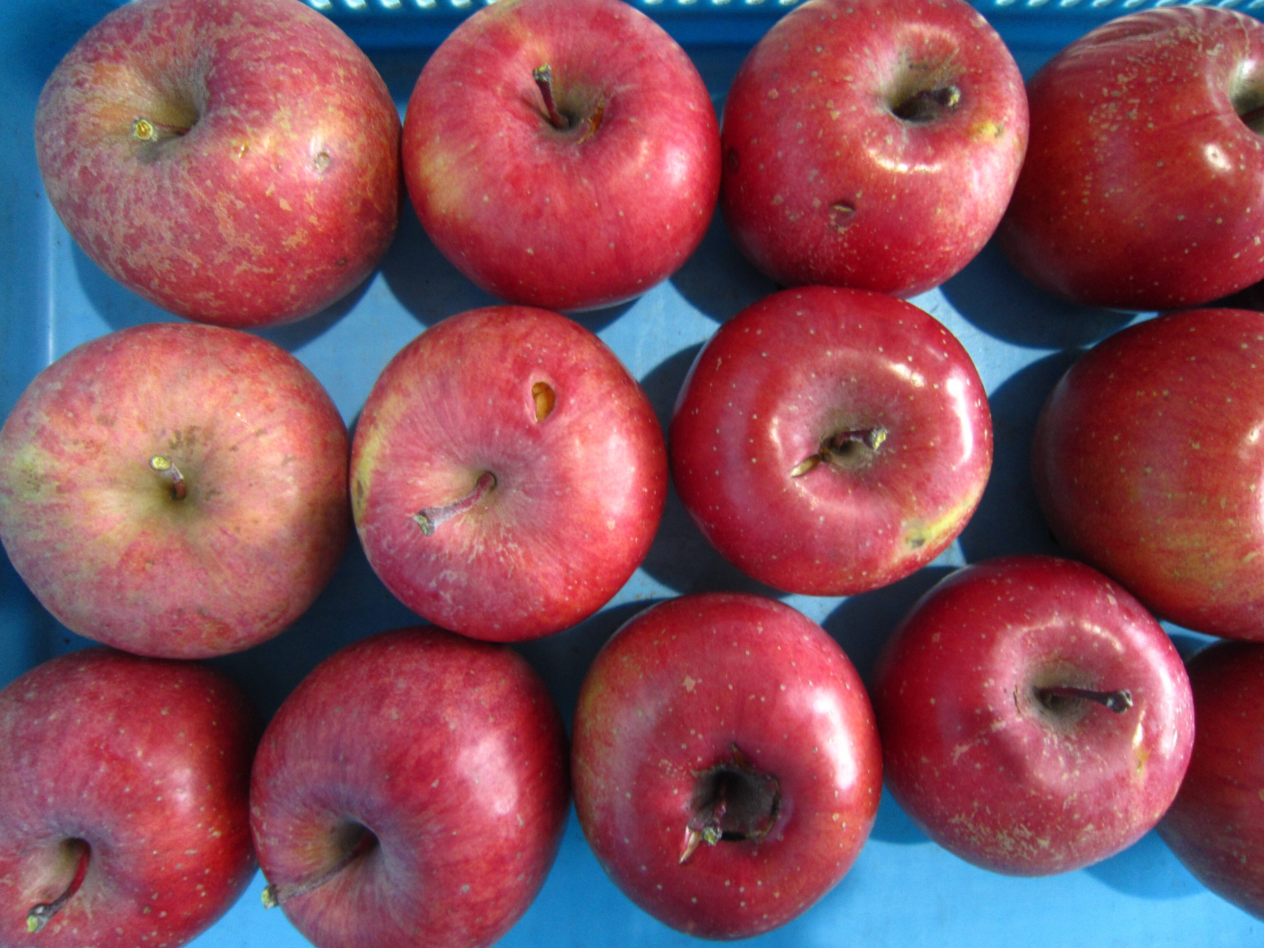 ナナチャルページ　サンふじ　特大　農家直送 訳あり樹上完熟サンふじ 総重量 約4.5kg 青森県 南部地方産 自家りんご