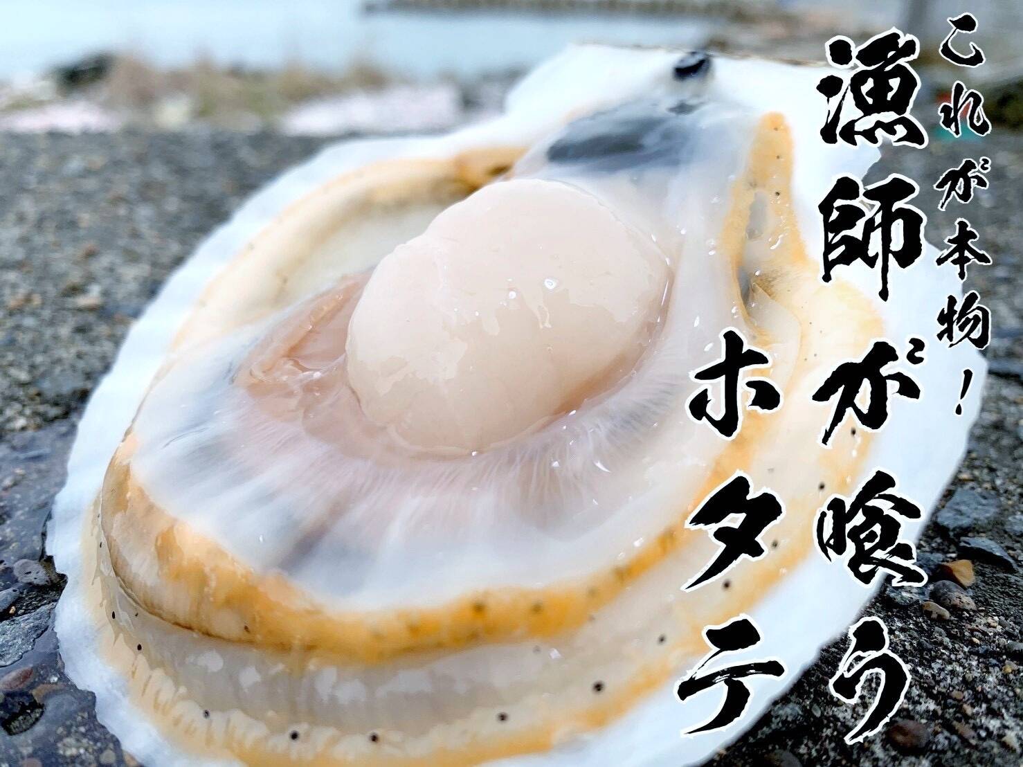 予約販売 これが本物 漁師が喰うホタテ ５ ヘラ付 青森県産 食べチョク 農家 漁師の産直ネット通販 旬の食材を生産者直送