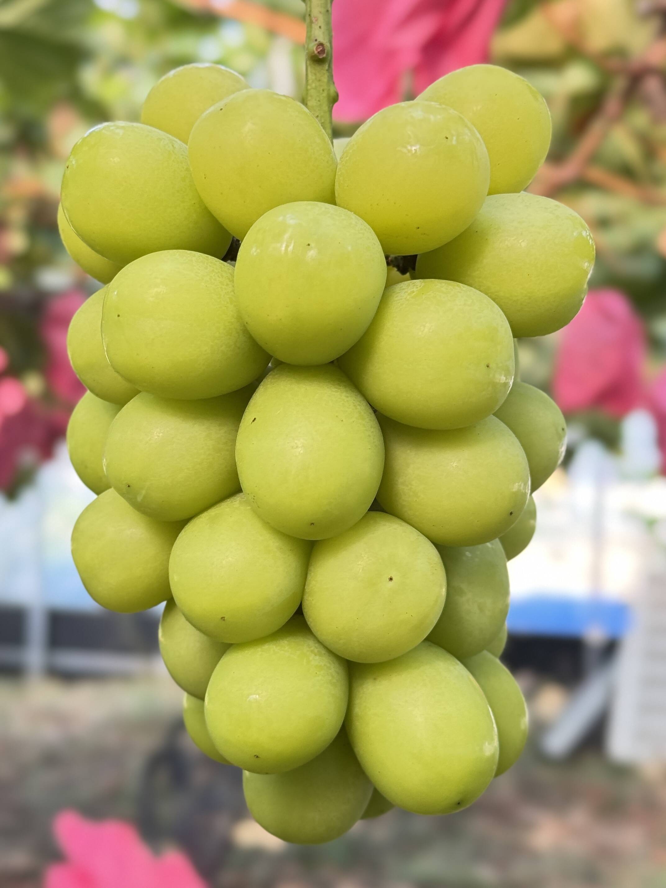 🍇【予約開始】希少品種は早期完売予想｜シャイン・ピオーネも受付
