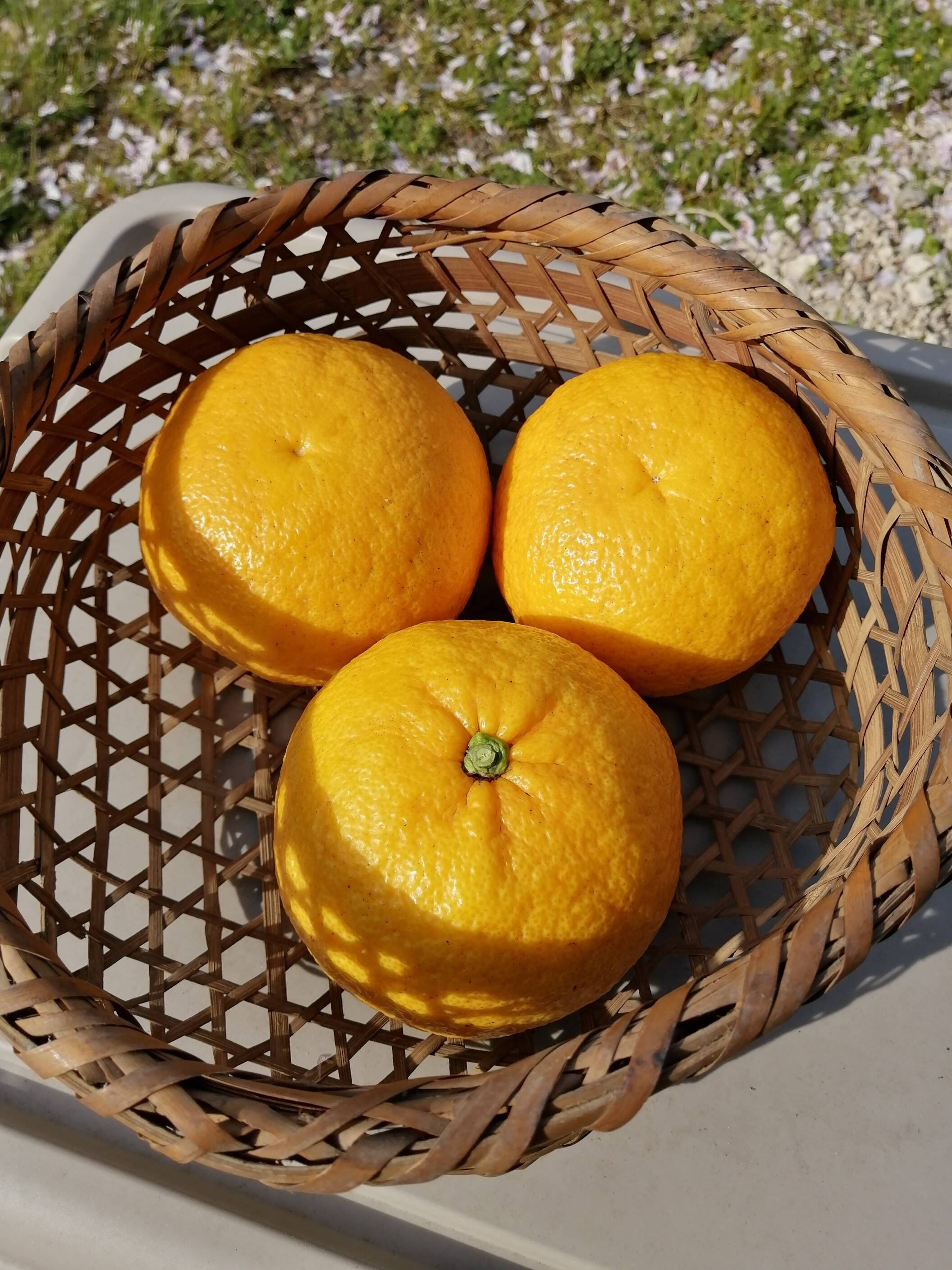 広島県産 甘夏9kg 家庭用 独特の素材 - 果物