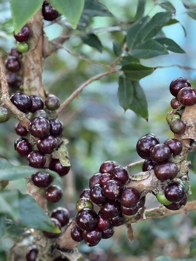 希少！濃厚な味と香り。【ジャボチカバ】生でお届けします。300g