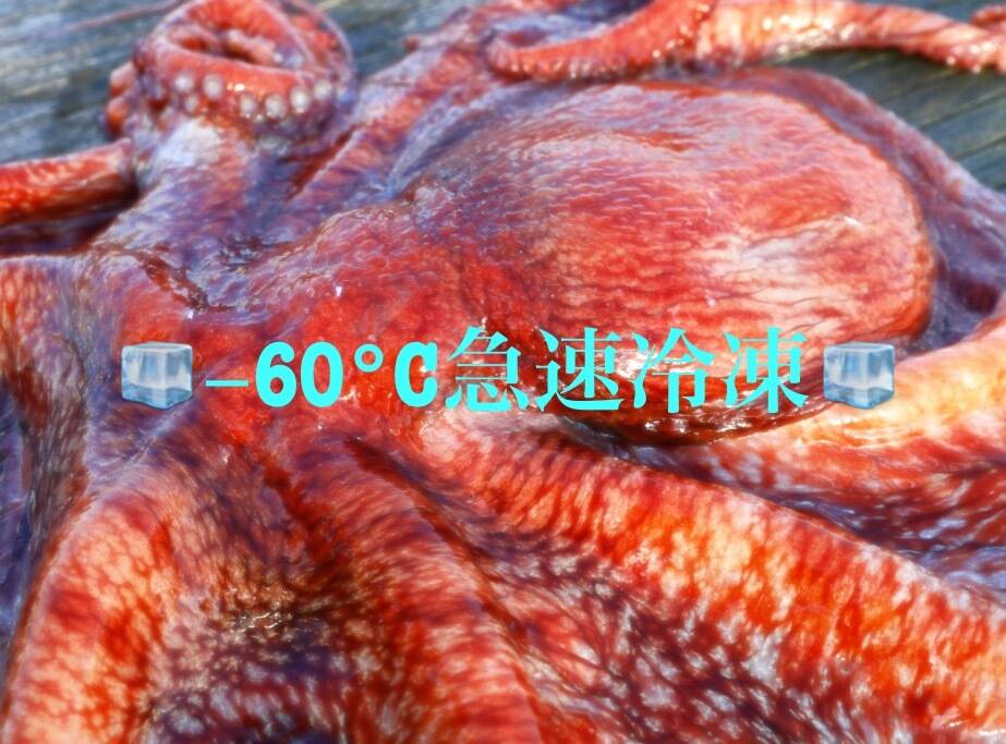 秋田県産 ミズダコBOX‼️ ［急速冷凍］足：秋田県産のミズダコ｜食べ