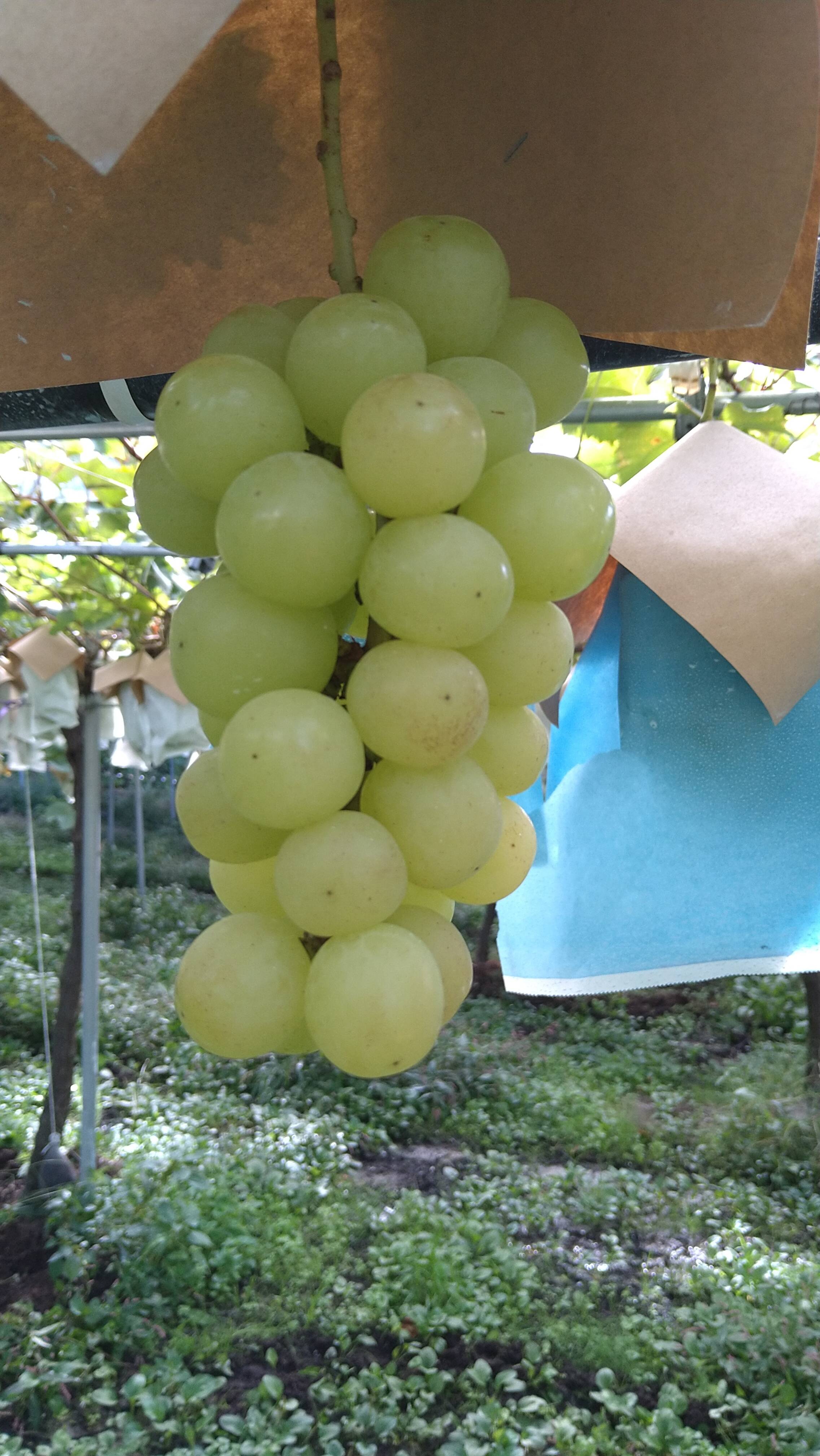 早い者勝ち‼️シャインマスカット 特苗 太い苗 シャインマスカット苗