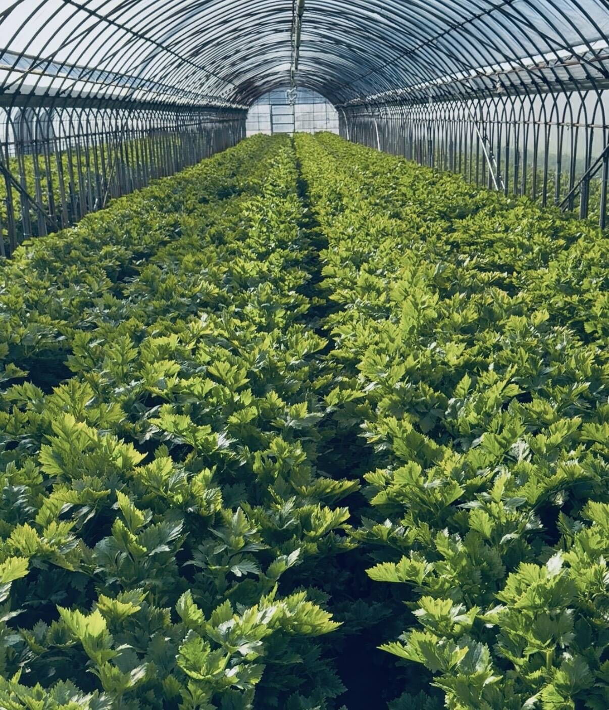 すず農園へのレビュー・商品：愛知県｜食べチョク｜産地直送(産直)お