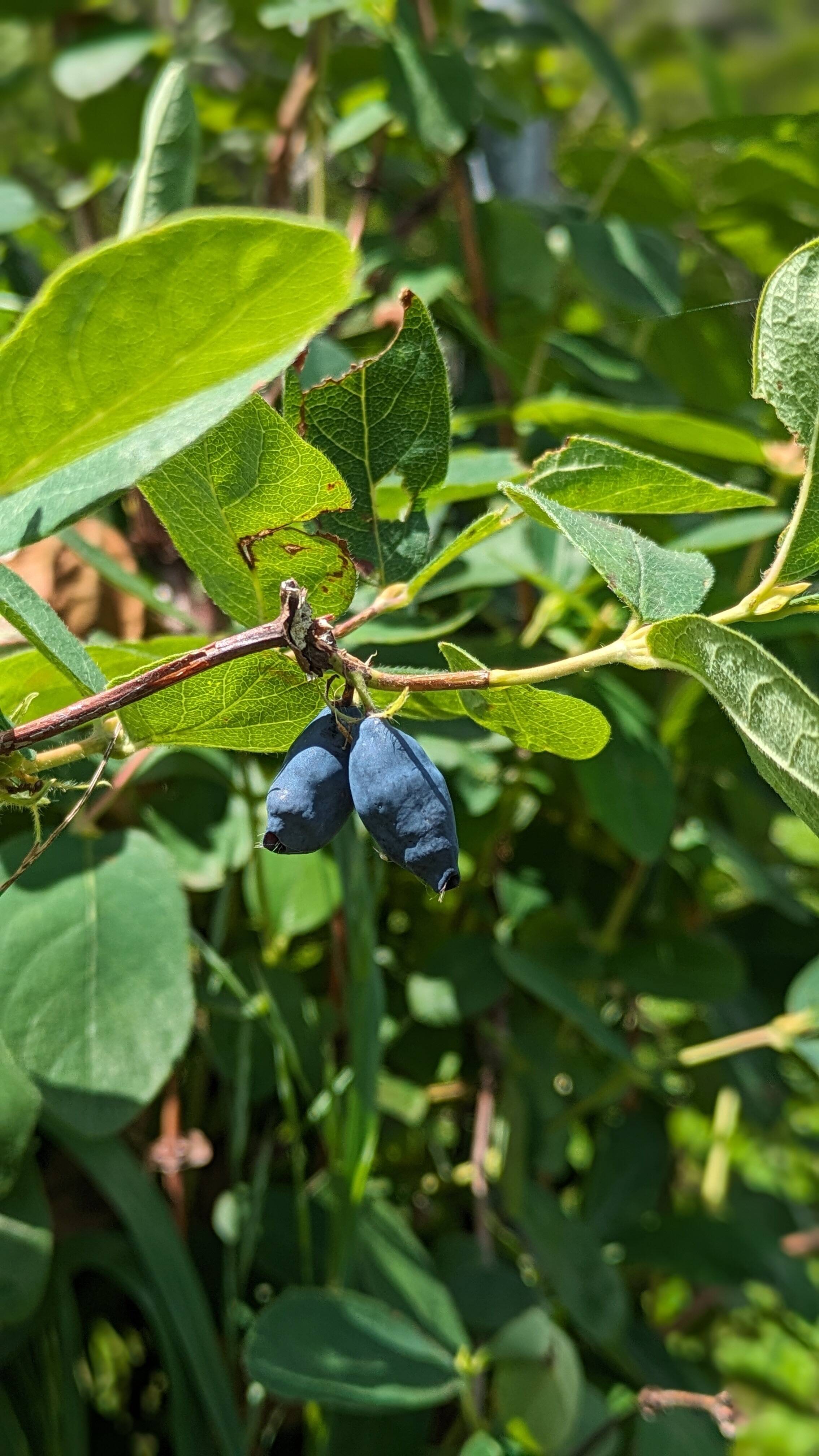 北海道の不老長寿の実ハスカップ 【冷凍1kg】：北海道産の