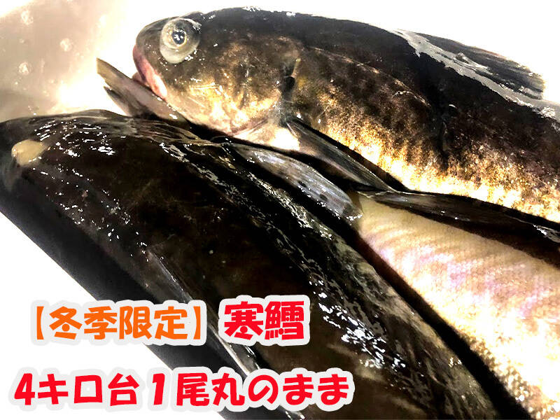 冬が旬の寒鱈！濃厚な肝＆白子とホクホクの身が魅力！4キロ台1尾を丸のまま