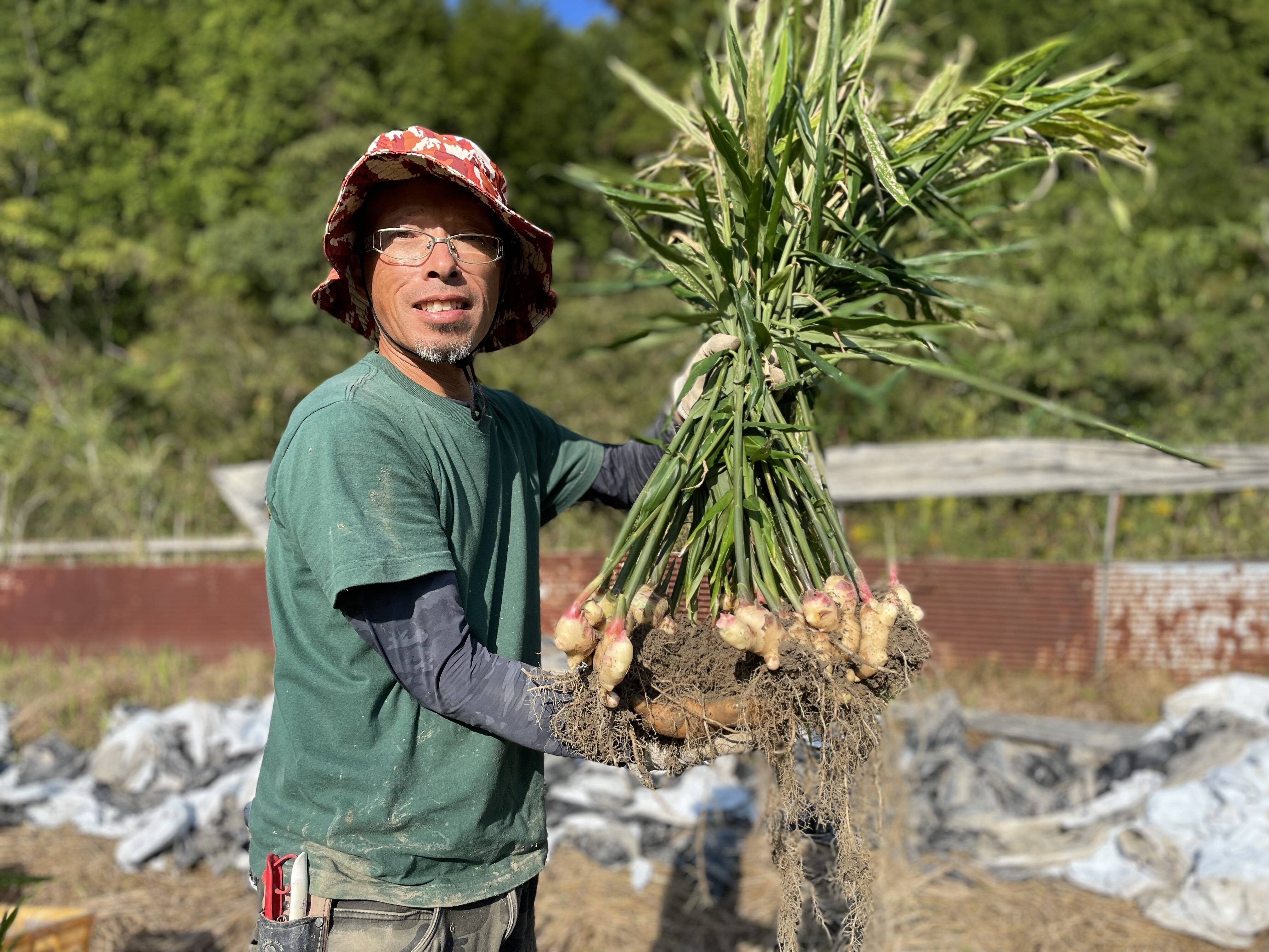 食用 中国産 黄金生姜 10kg（近江生姜 黄色）送料無料（沖縄除く