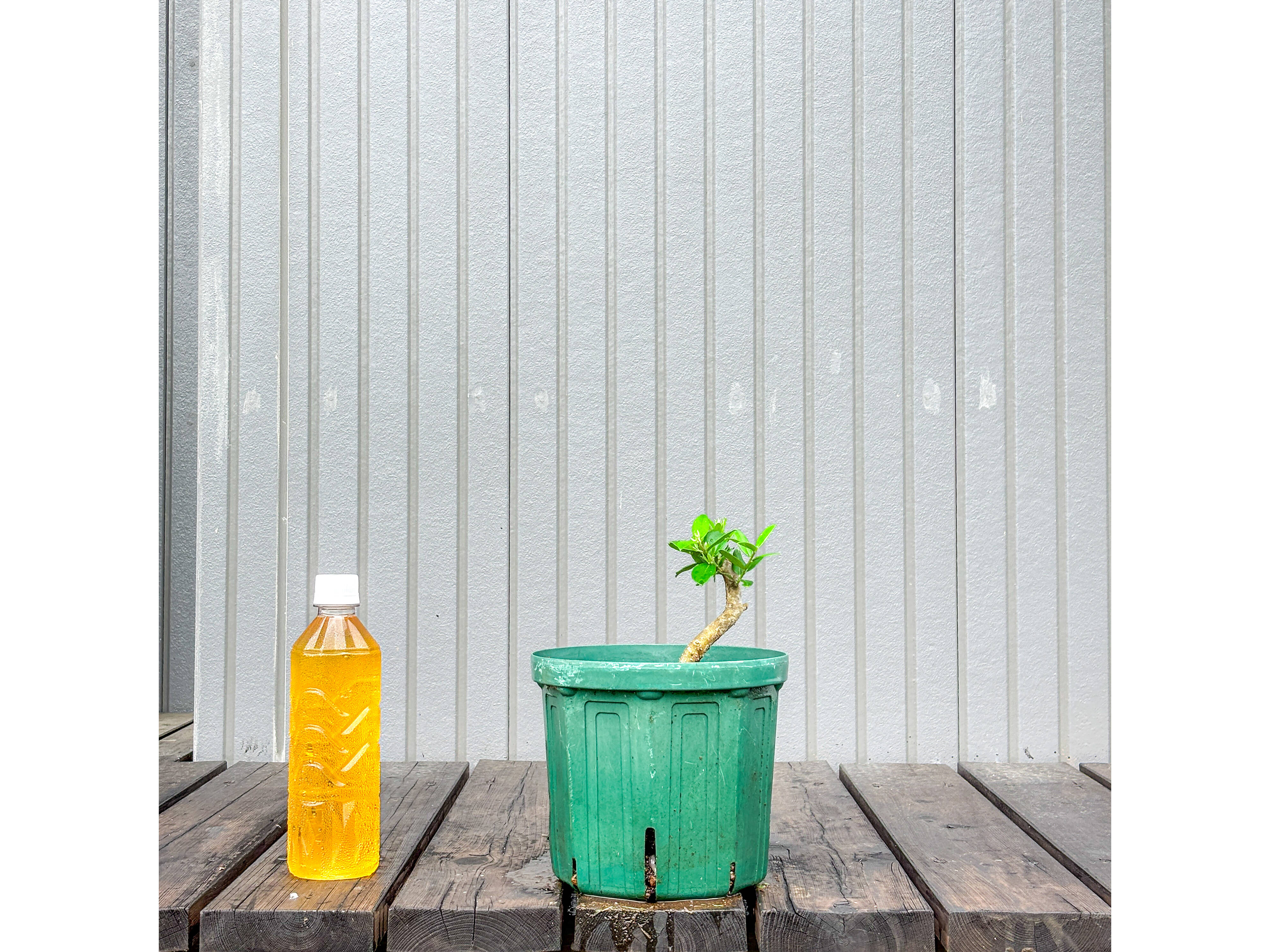 オリーブ 鉢植え ブランケッタ｜育てやすい シンボルツリー・盆栽にも