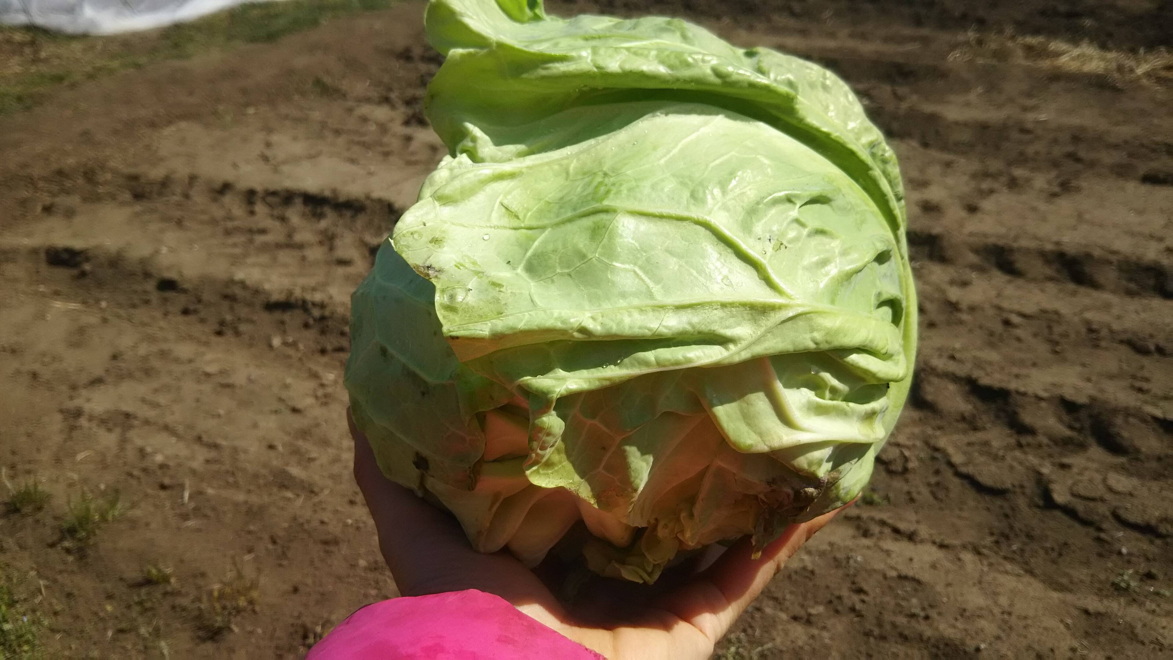 農家お助け隊 農薬不使用 数量限定 割れキャベツ 入り三玉 ばぁばのモノスゴイ野菜 子供に食べさせたい野菜 千葉県産のキャベツ 食べチョク 産地直送 産直 お取り寄せ通販 農家 漁師から旬の食材を直送