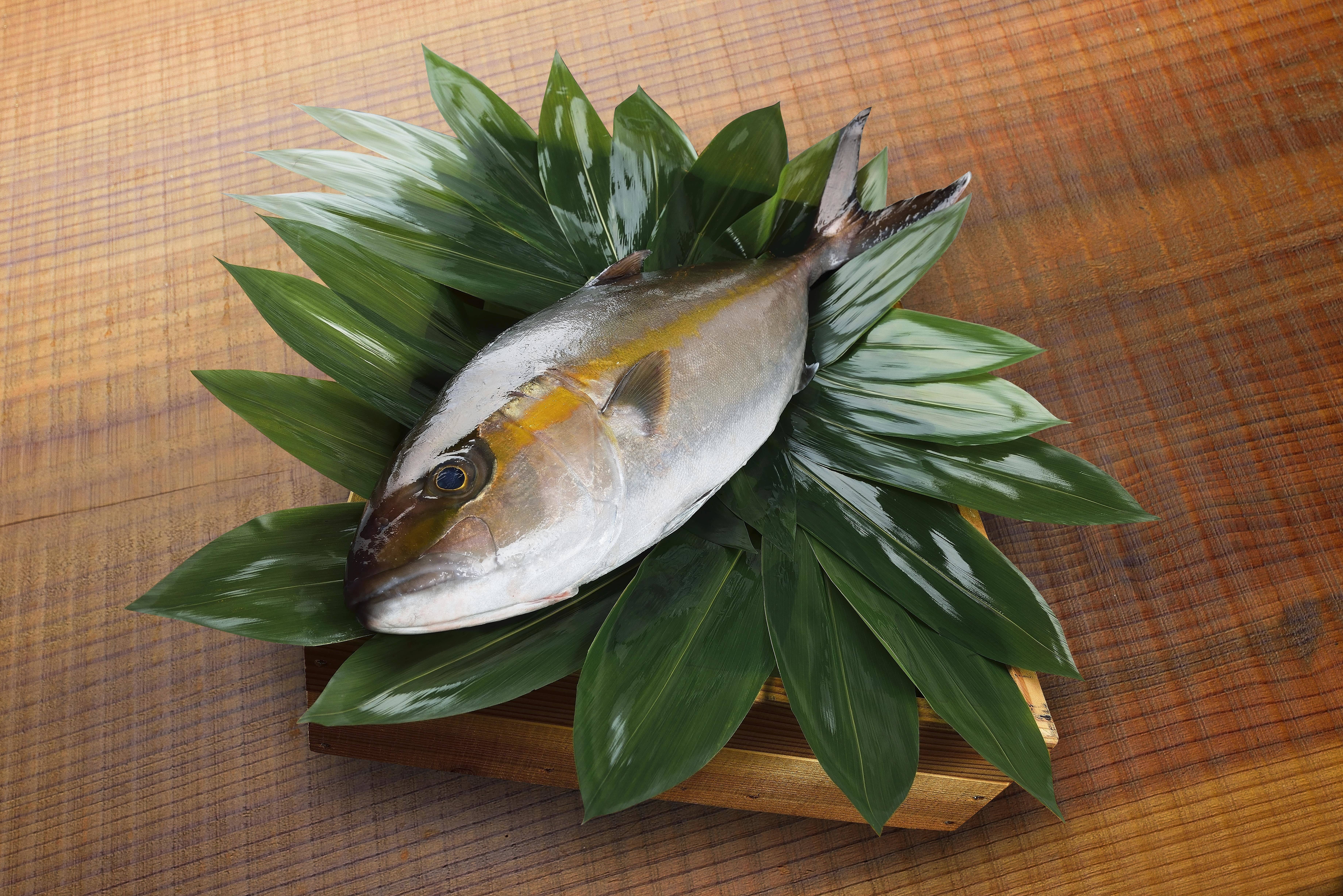 刺身おすすめ！】◇徳島県産かんぱち◇ラウンド4.0kg：徳島県産の 