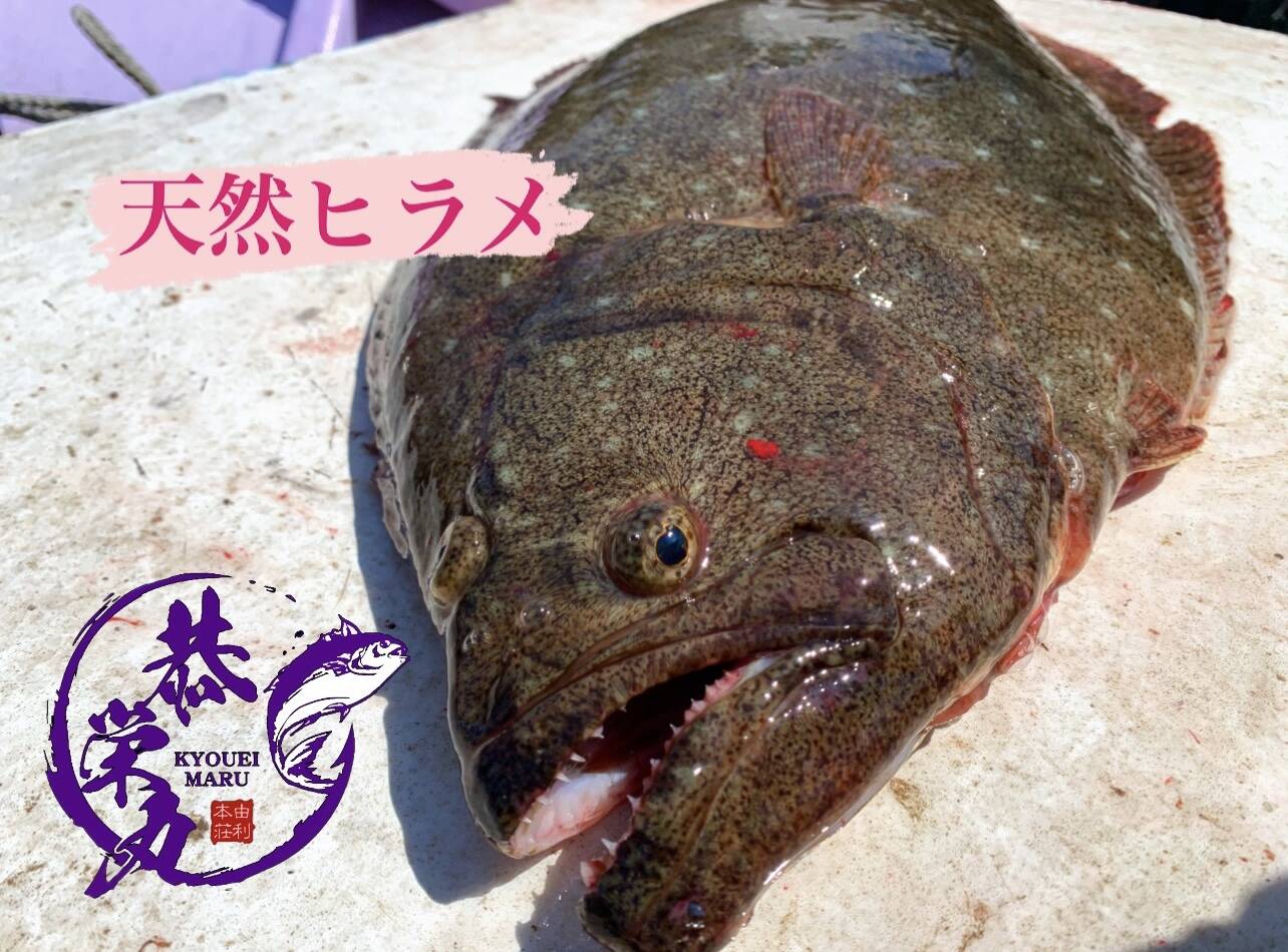 秋田県沖 天然ヒラメ 活〆1.5キロ ［最安値挑戦中］‼️：秋田県産のヒラメ｜食べチョク｜産地直送(産直)お取り寄せ通販 -  農家・漁師から旬の食材を直送