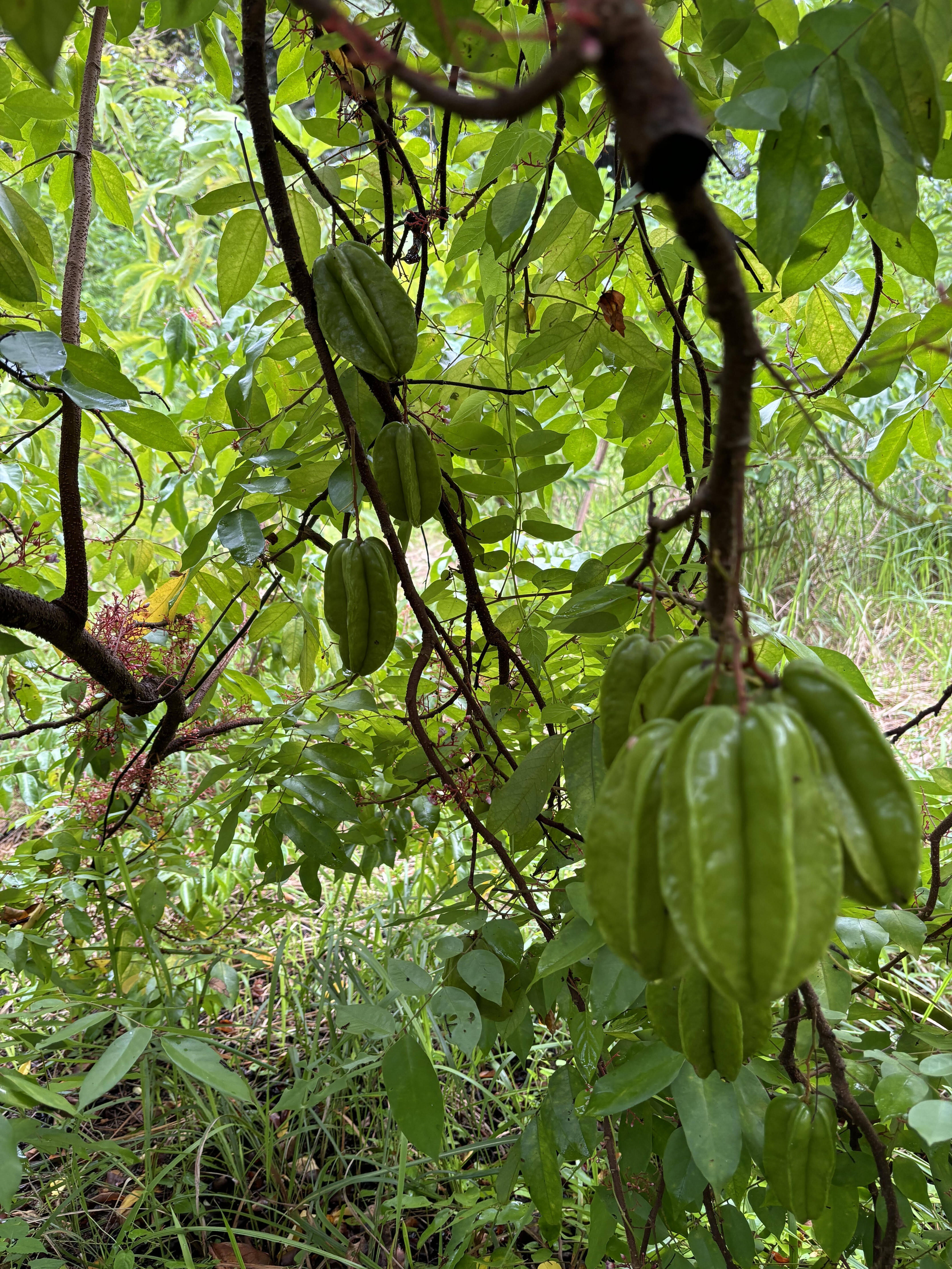 畑からのお知らせ：スターフルーツの挑戦｜食べチョク｜産地直送(産直