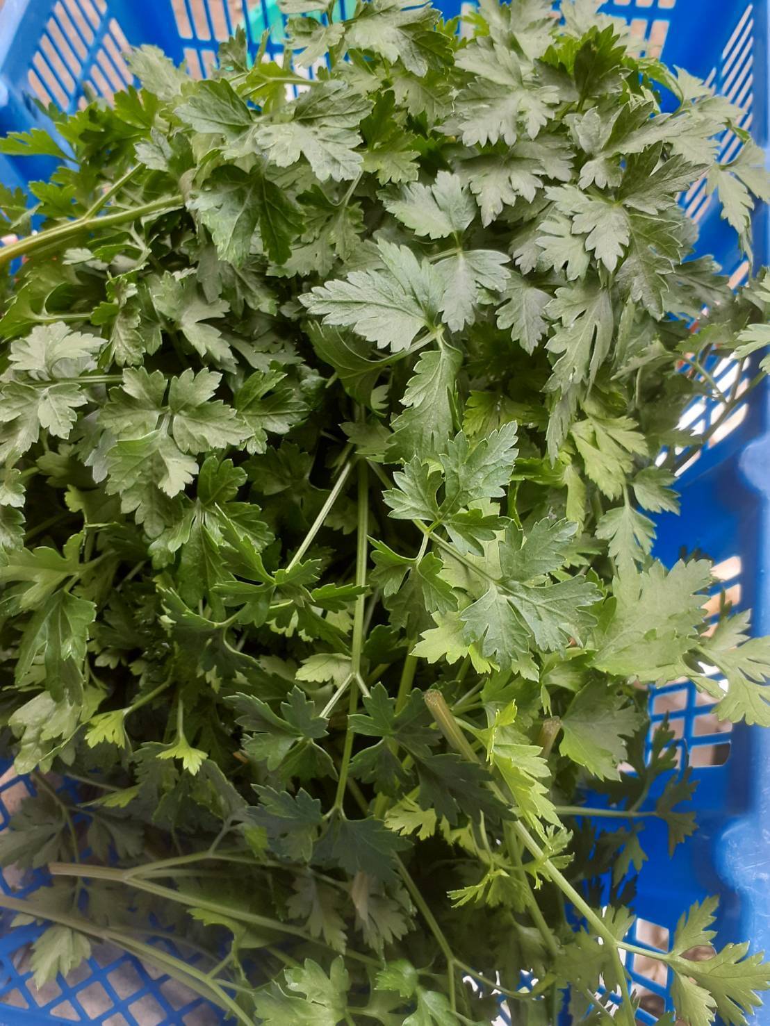 イタリアンパセリ 200g 自然の魔法―腐植が紡ぐ究極のイタリアンパセリ