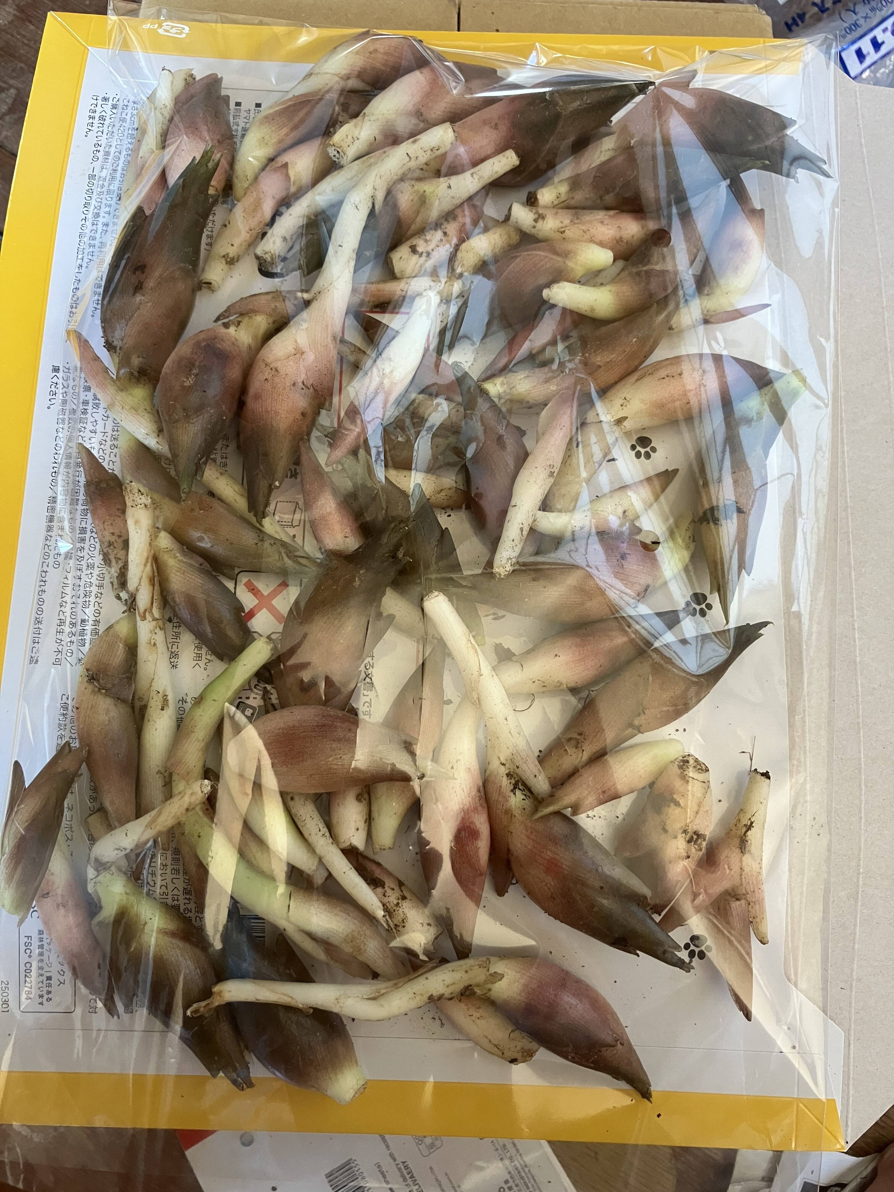 旬は一瞬！天然秋みょうが400g：山形県産のその他ミョウガ｜食べチョク 