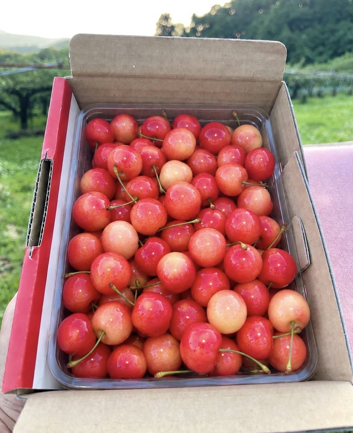 🍒週末限定セール🍒【朝どれ】《佐藤錦》さくらんぼ 山形県東根産 500g