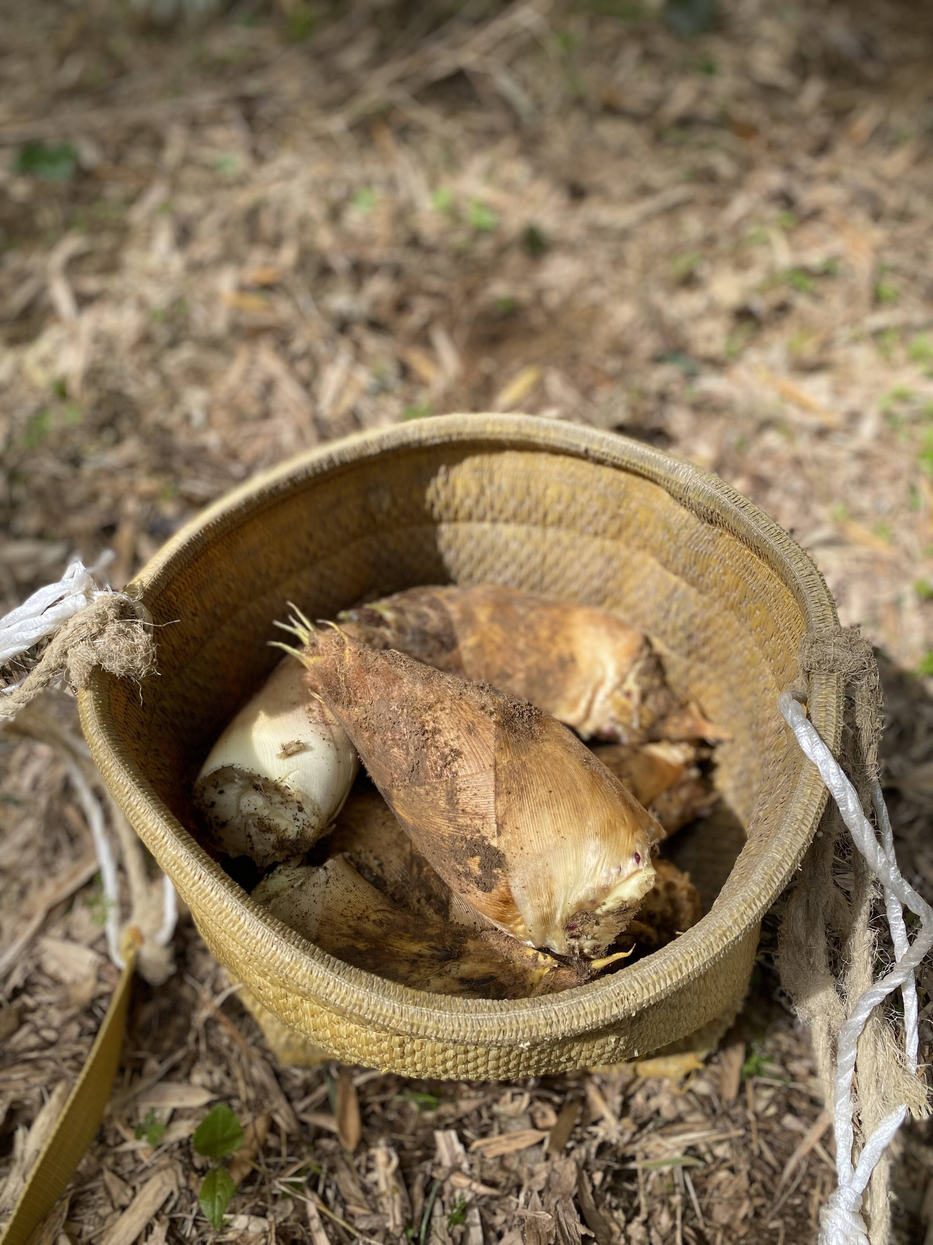 今が旬：絶品】朝掘り！島本町のタケノコ(2kg) 筍約2〜4本：大阪府産の