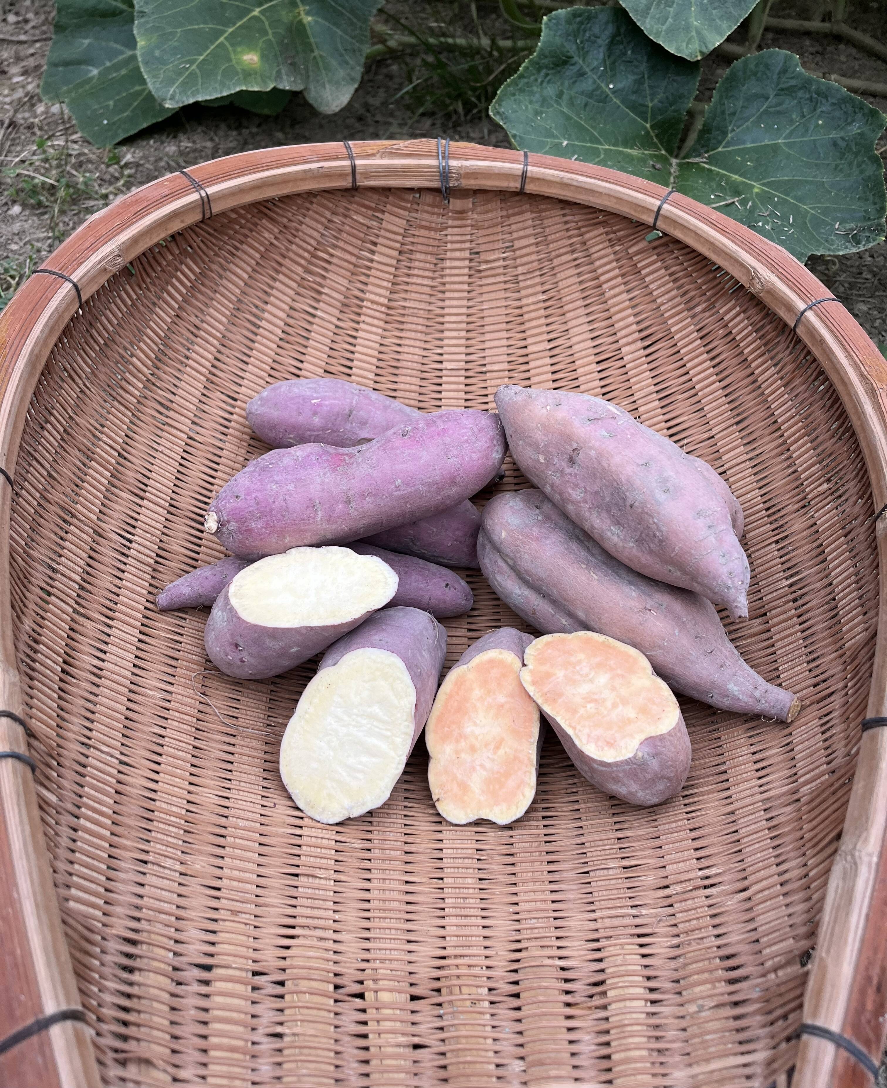 たぬきポケット　千葉県産 さつまいも 苗 安納芋 たぬきポケット様専用 千葉県産 さつまいも 苗 安納芋